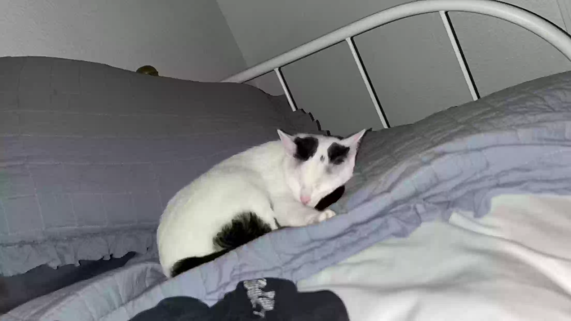 /lostandfound/images/lnfpets/original/175121_photo.webp