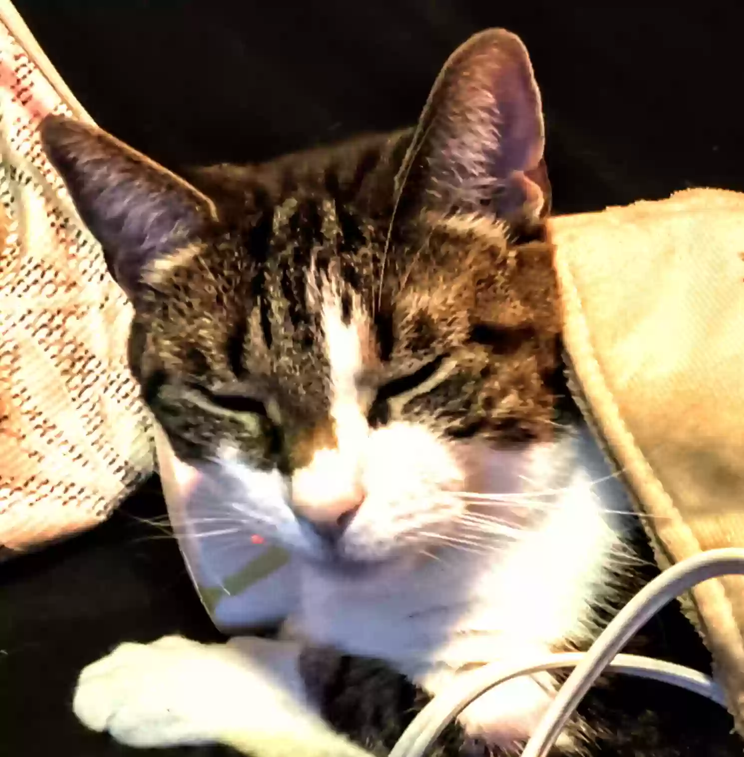 /lostandfound/images/lnfpets/original/175187_photo.webp
