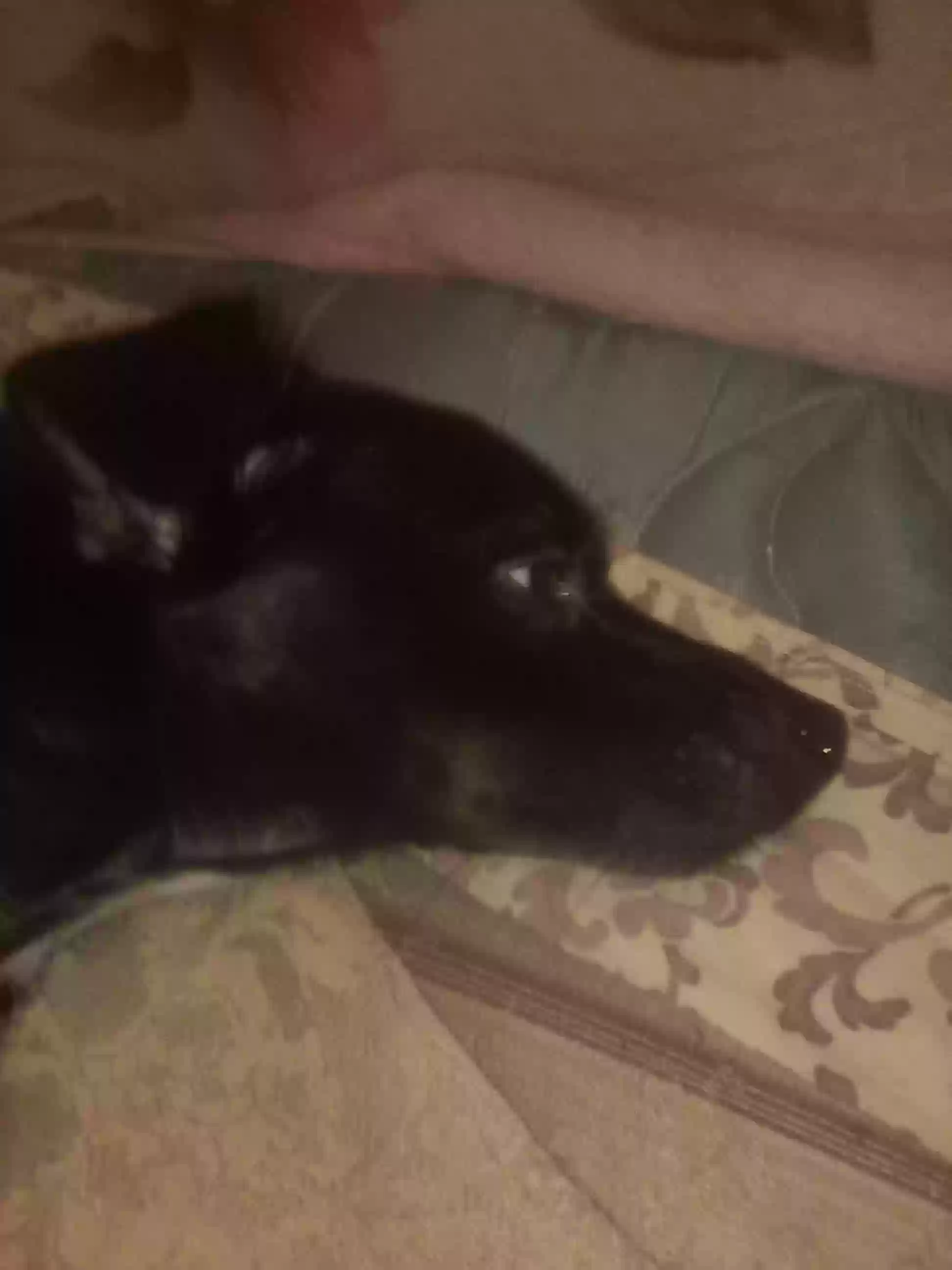 /lostandfound/images/lnfpets/original/175243_photo.webp