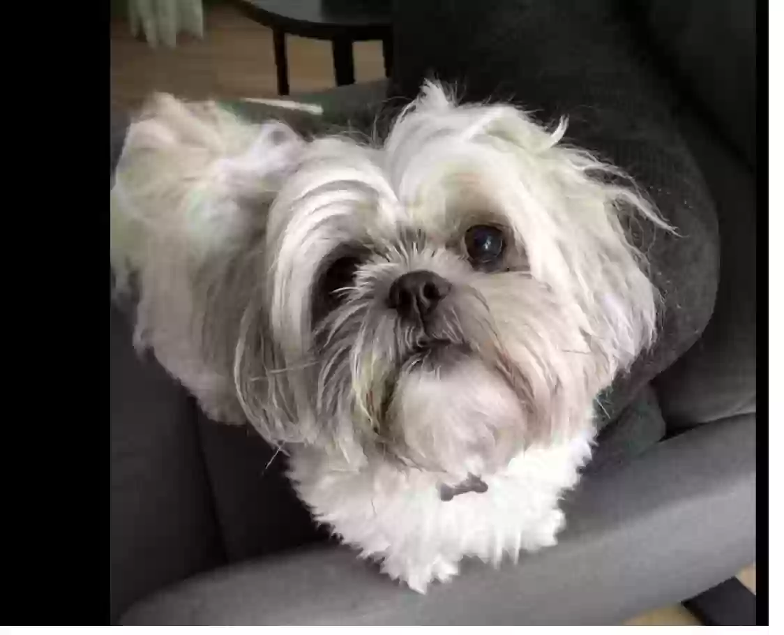 /lostandfound/images/lnfpets/original/175300_photo.webp