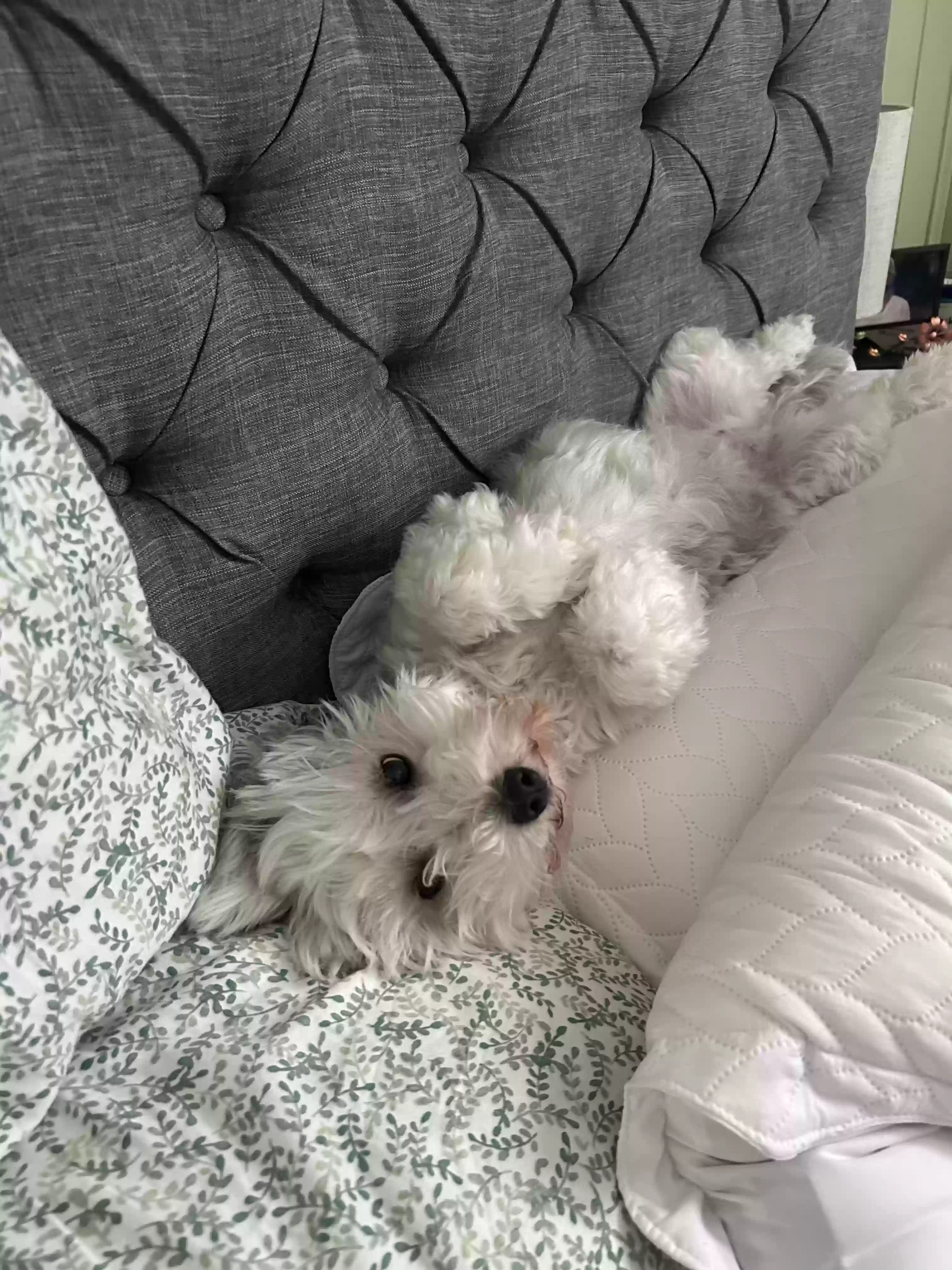 /lostandfound/images/lnfpets/original/175306_photo.webp