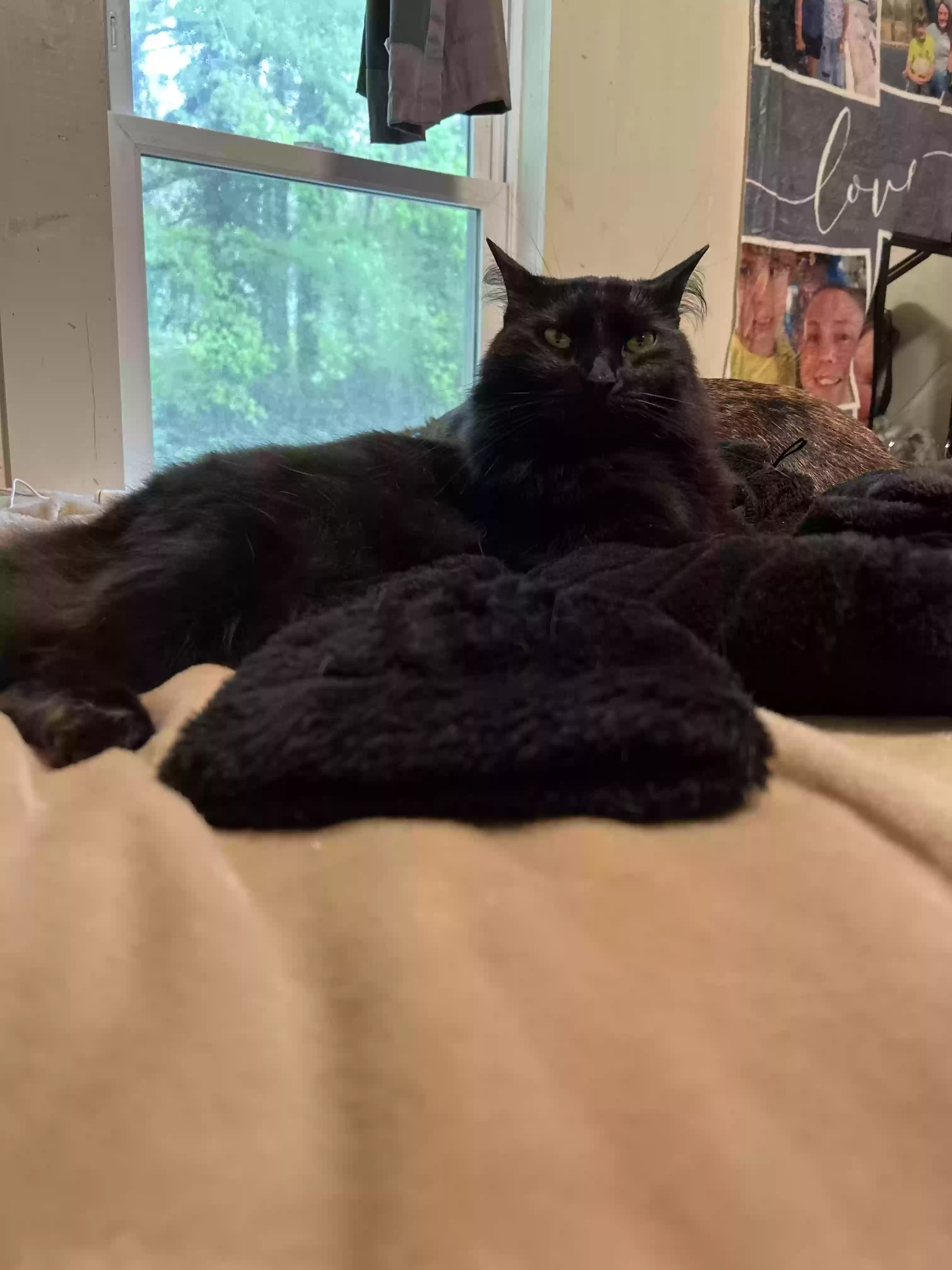 /lostandfound/images/lnfpets/original/175404_photo.webp