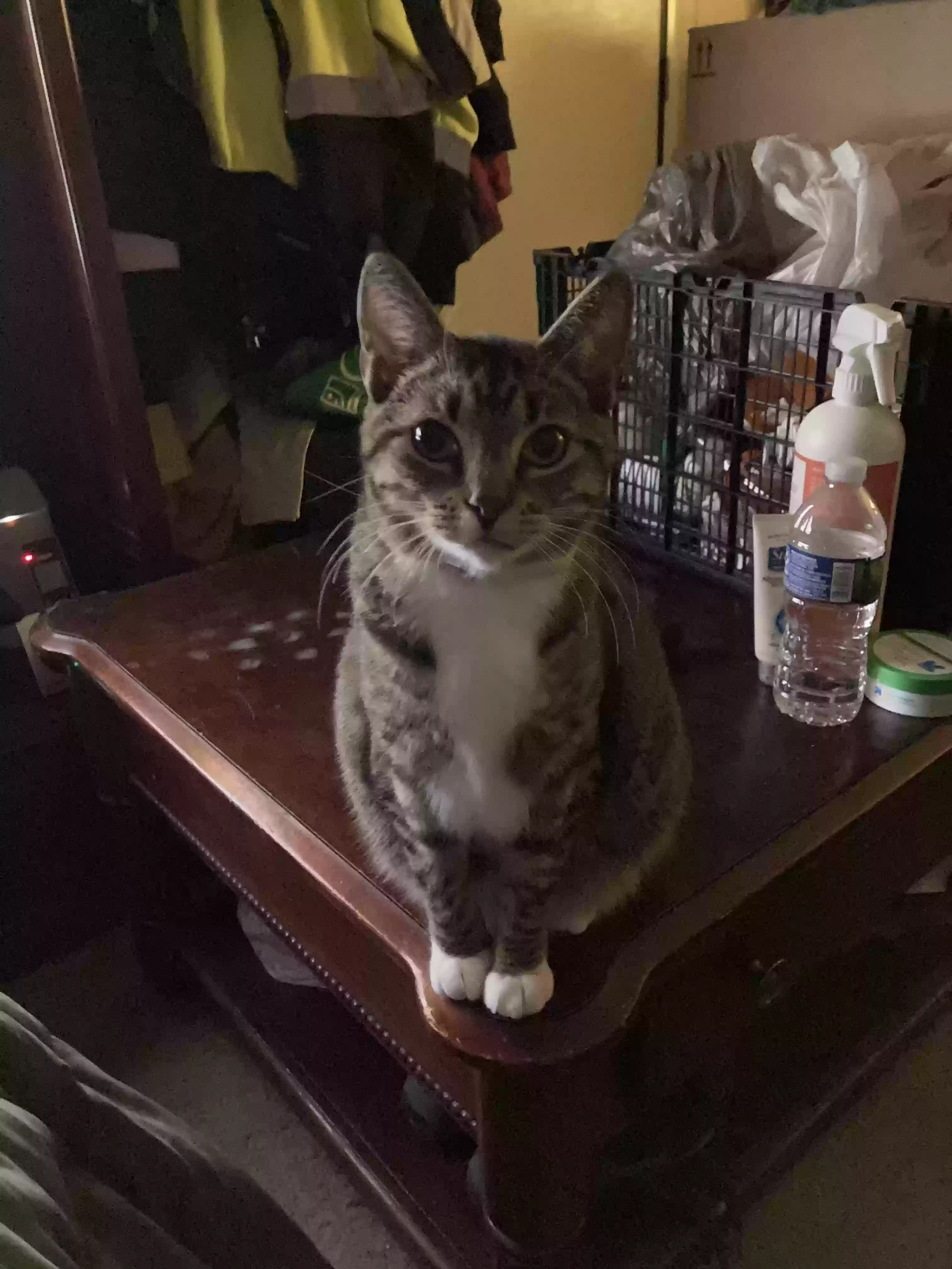 /lostandfound/images/lnfpets/original/175414_photo.webp