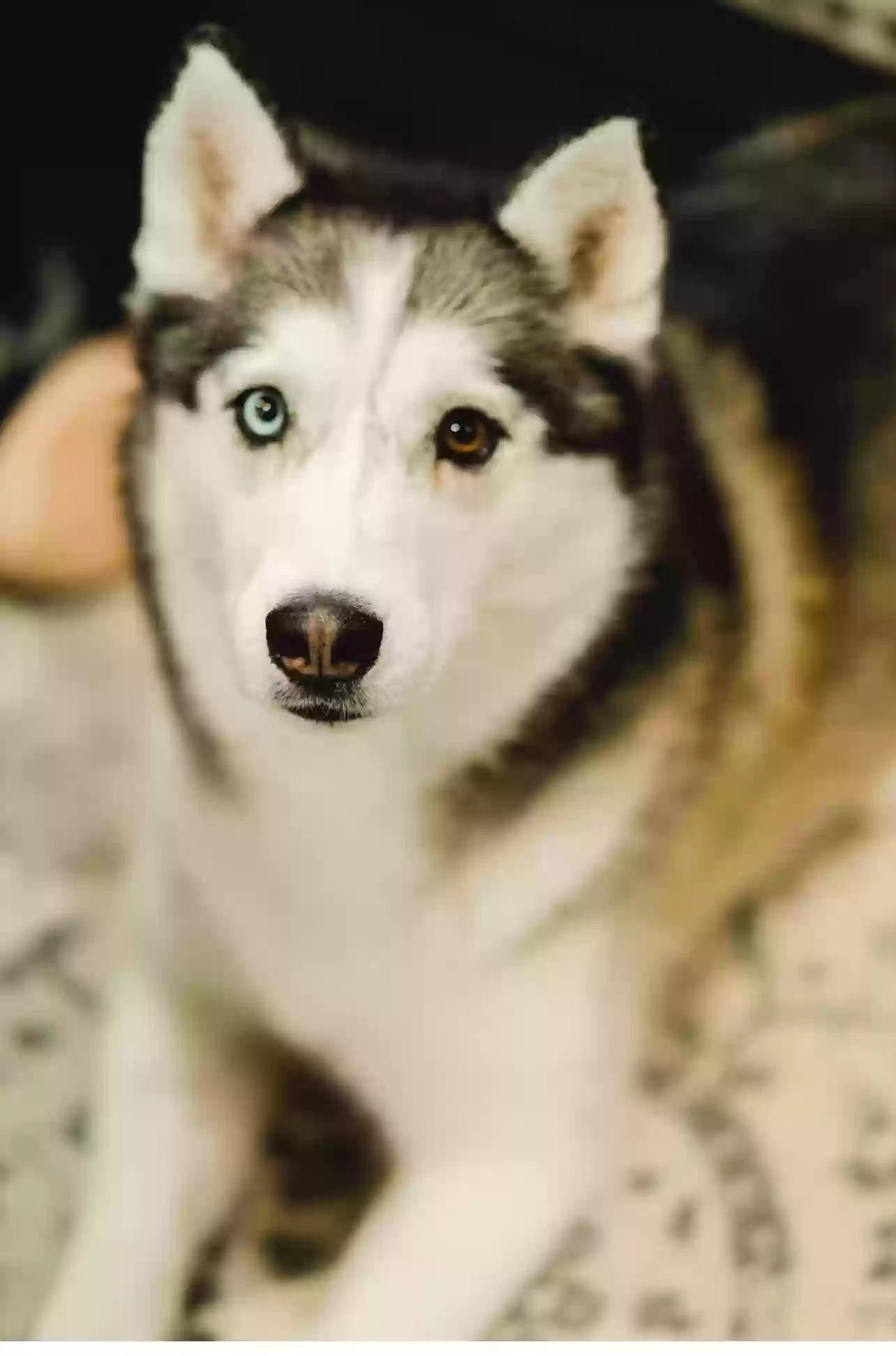 /lostandfound/images/lnfpets/original/175444_photo.webp