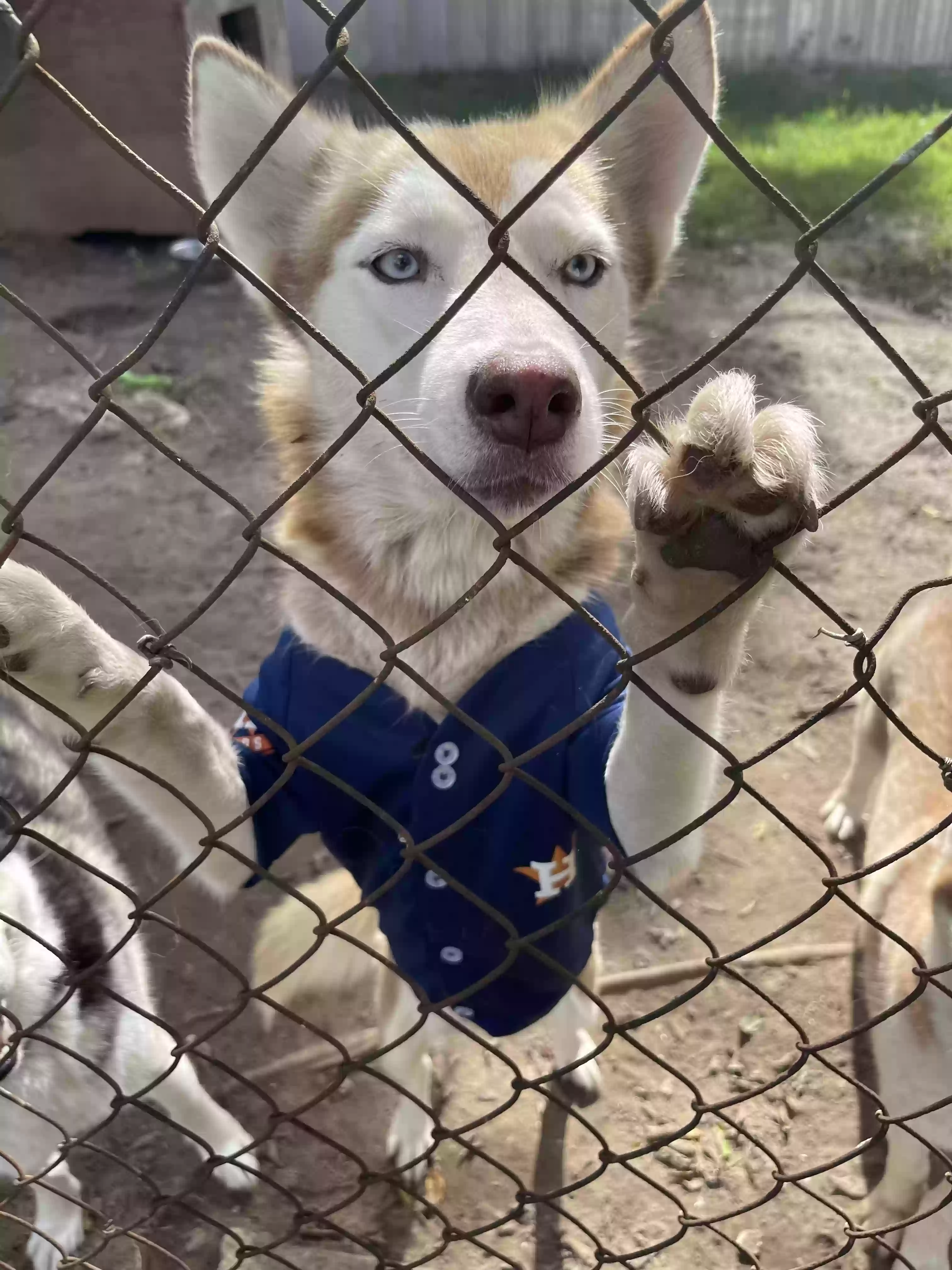 /lostandfound/images/lnfpets/original/175472_photo.webp