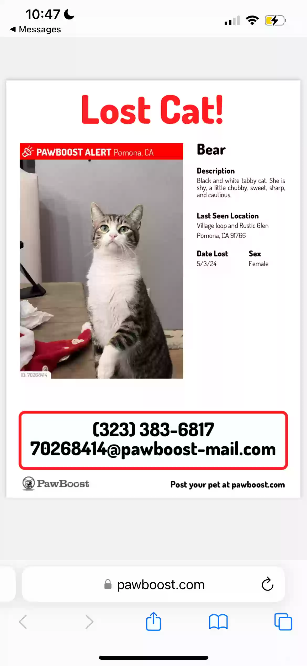 /lostandfound/images/lnfpets/original/175554_photo.webp