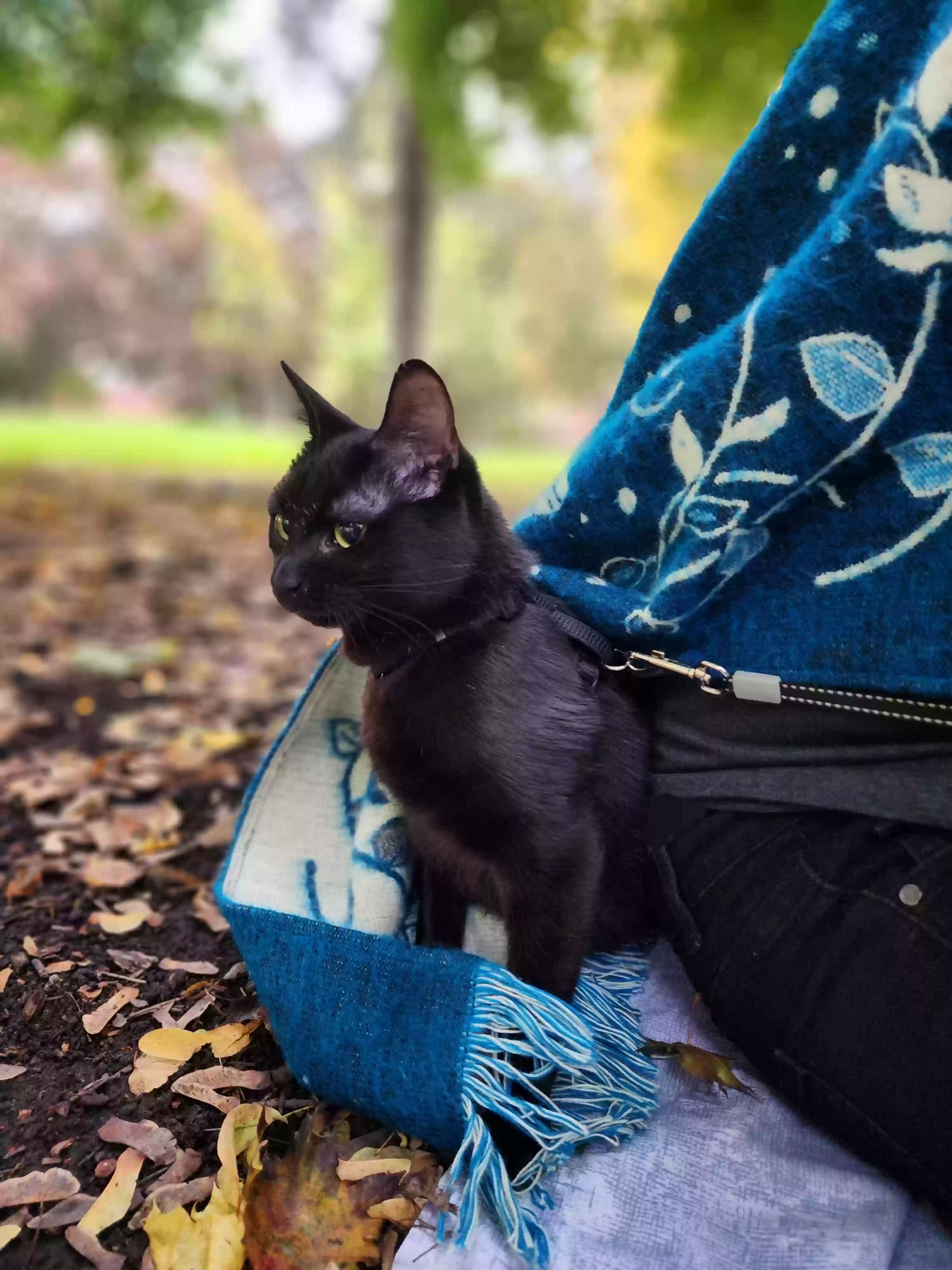 /lostandfound/images/lnfpets/original/175564_photo.webp