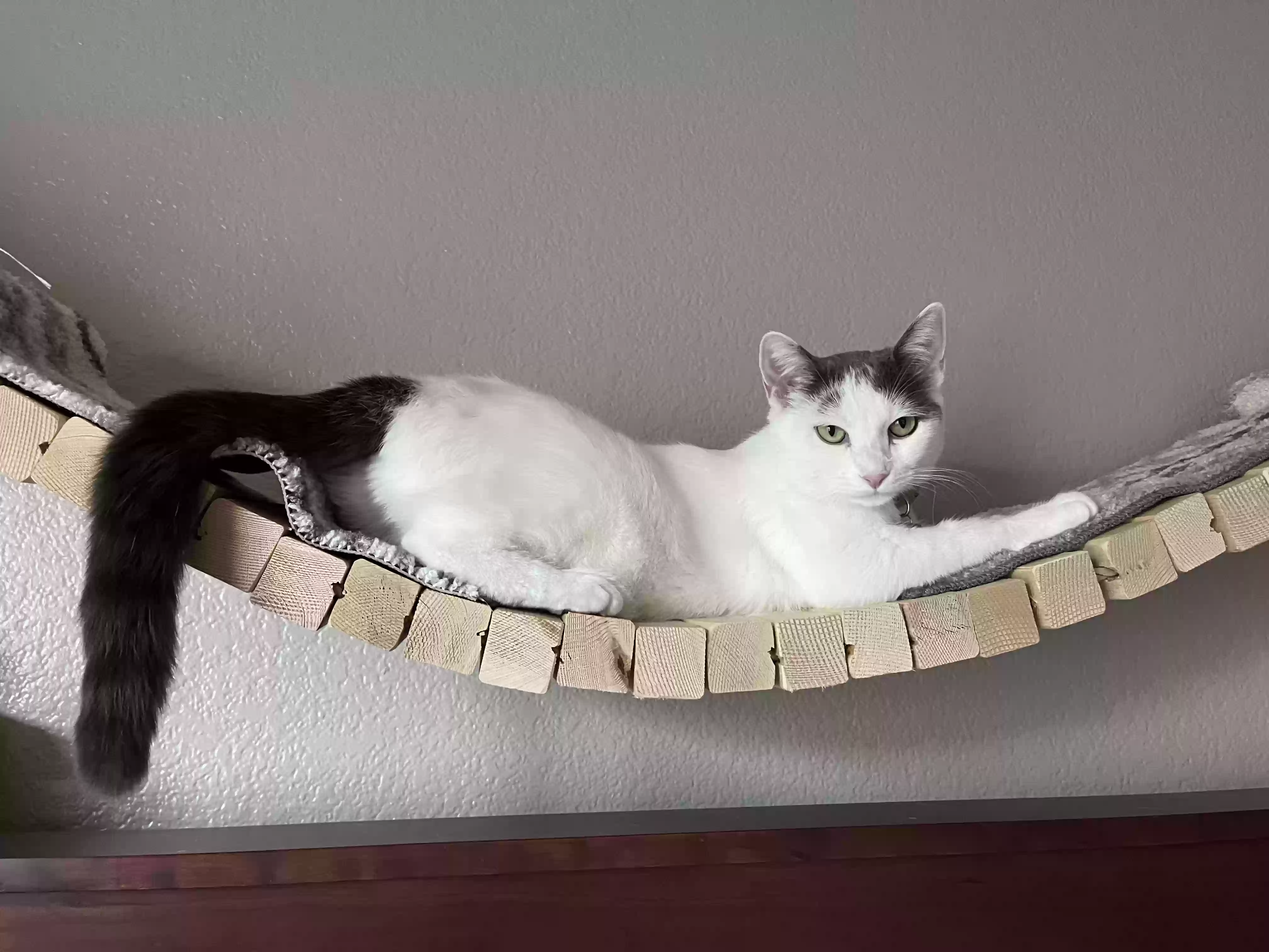 /lostandfound/images/lnfpets/original/175576_photo.webp