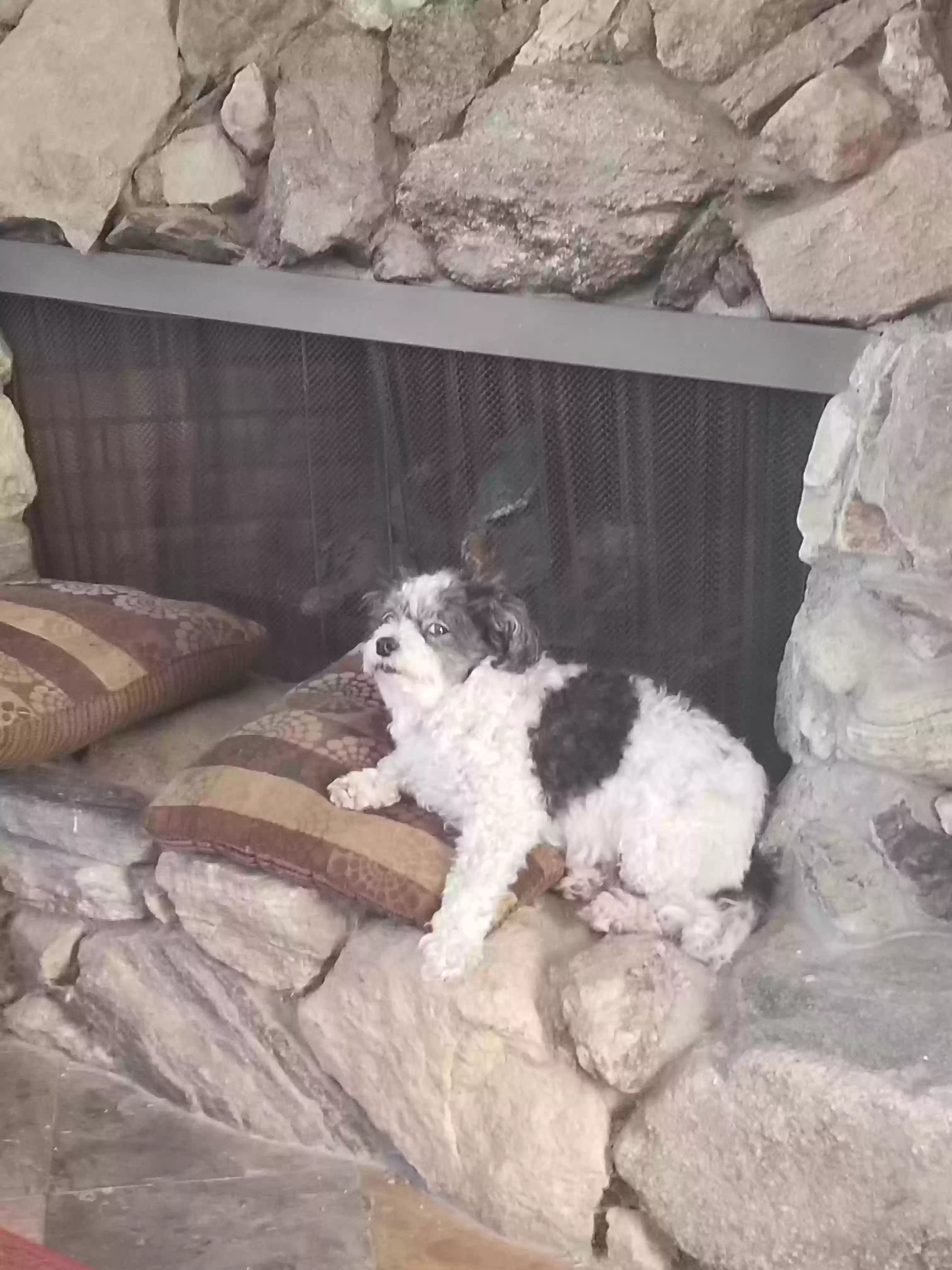 /lostandfound/images/lnfpets/original/175577_photo.webp