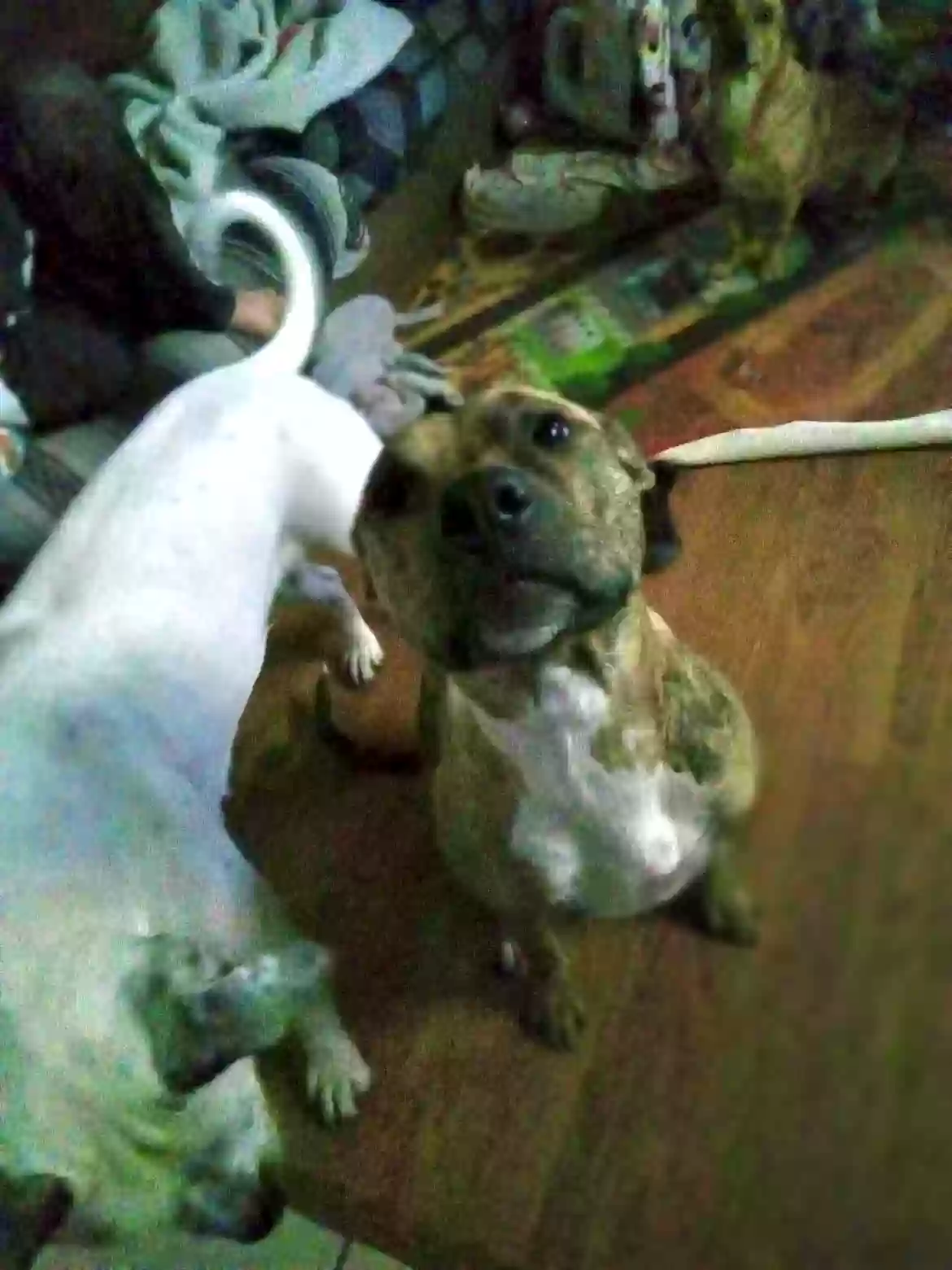 /lostandfound/images/lnfpets/original/175582_photo.webp
