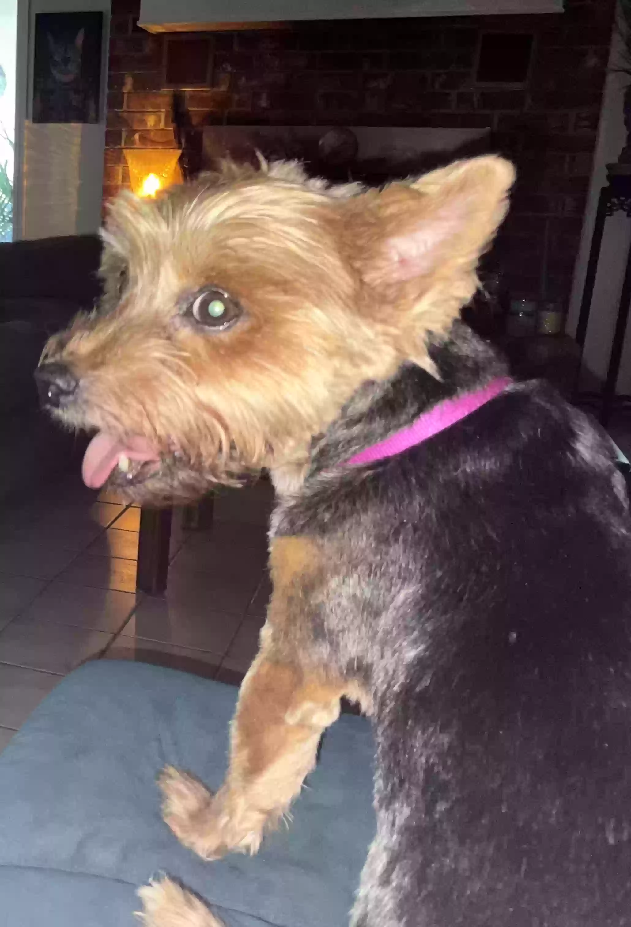 /lostandfound/images/lnfpets/original/175609_photo.webp