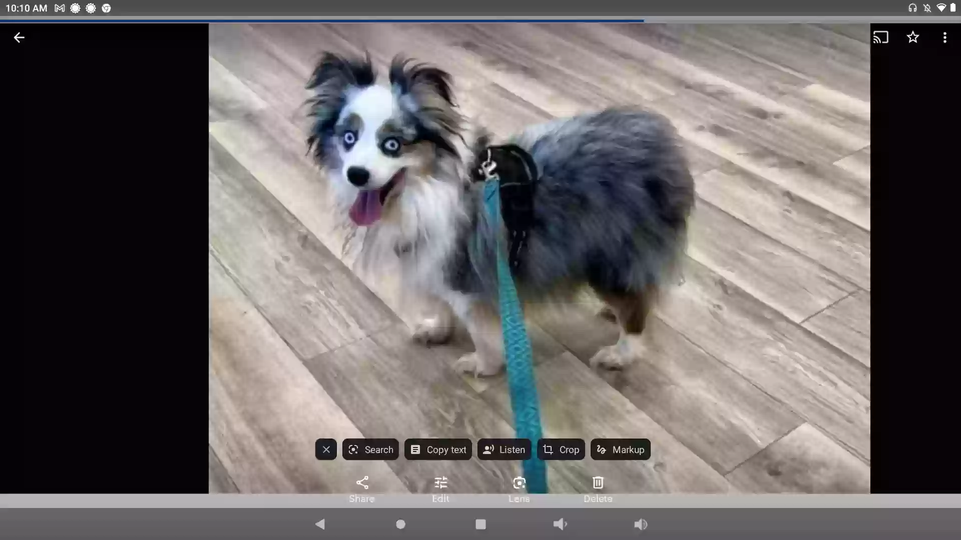 /lostandfound/images/lnfpets/original/175659_photo.webp