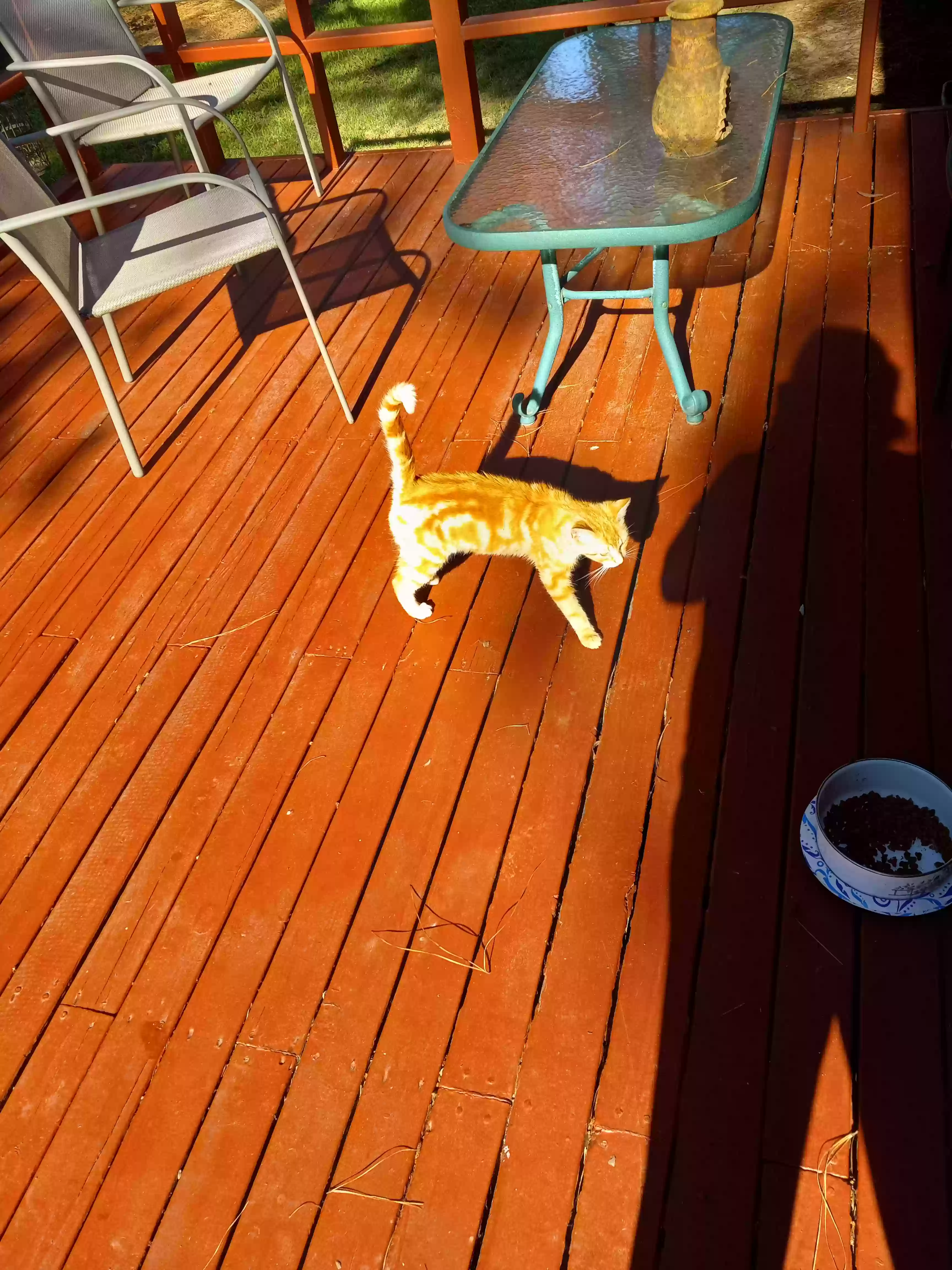 /lostandfound/images/lnfpets/original/175716_photo.webp
