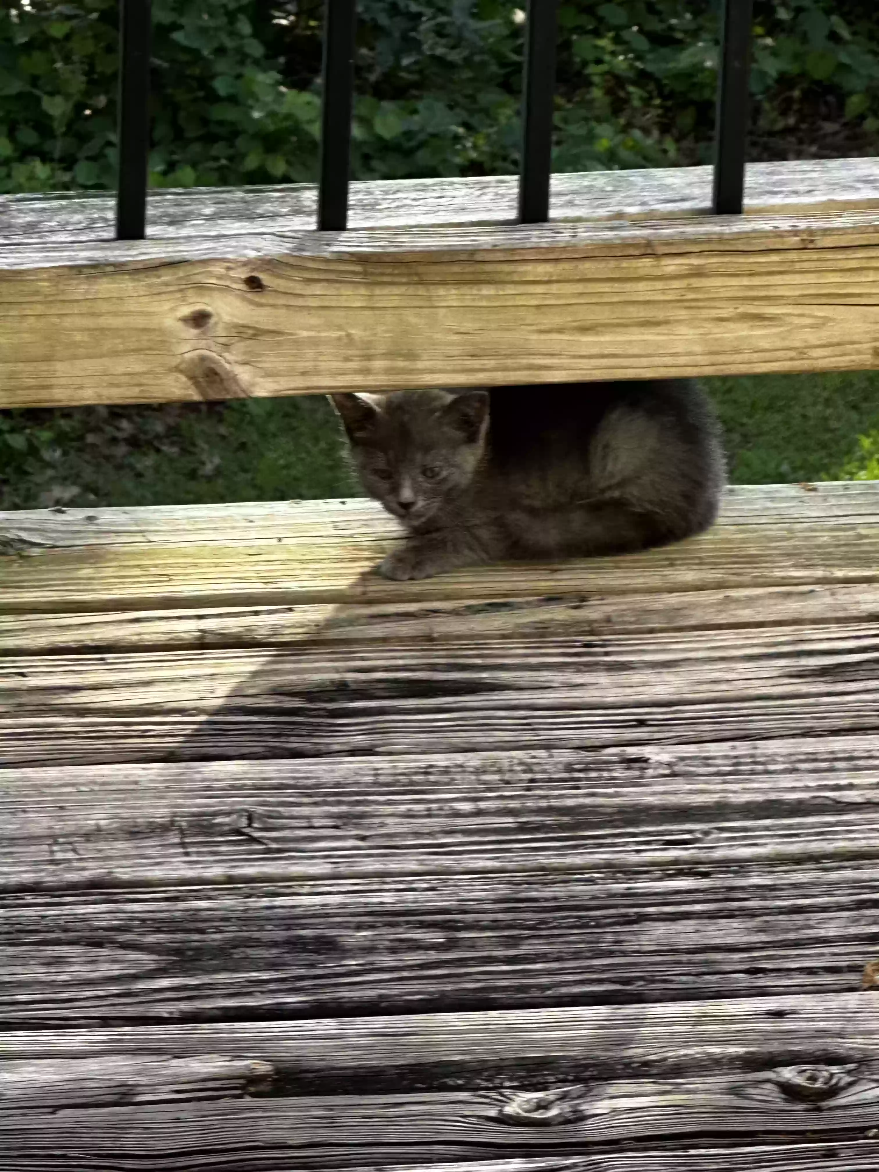 /lostandfound/images/lnfpets/original/175811_photo.webp
