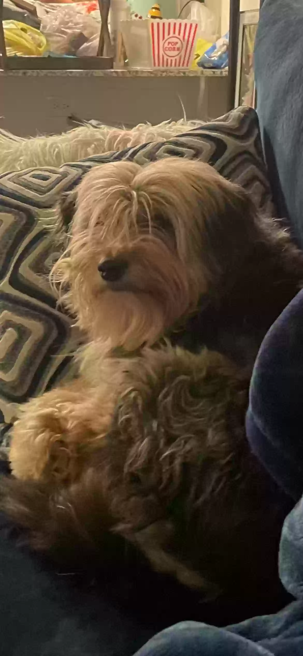 /lostandfound/images/lnfpets/original/175822_photo.webp