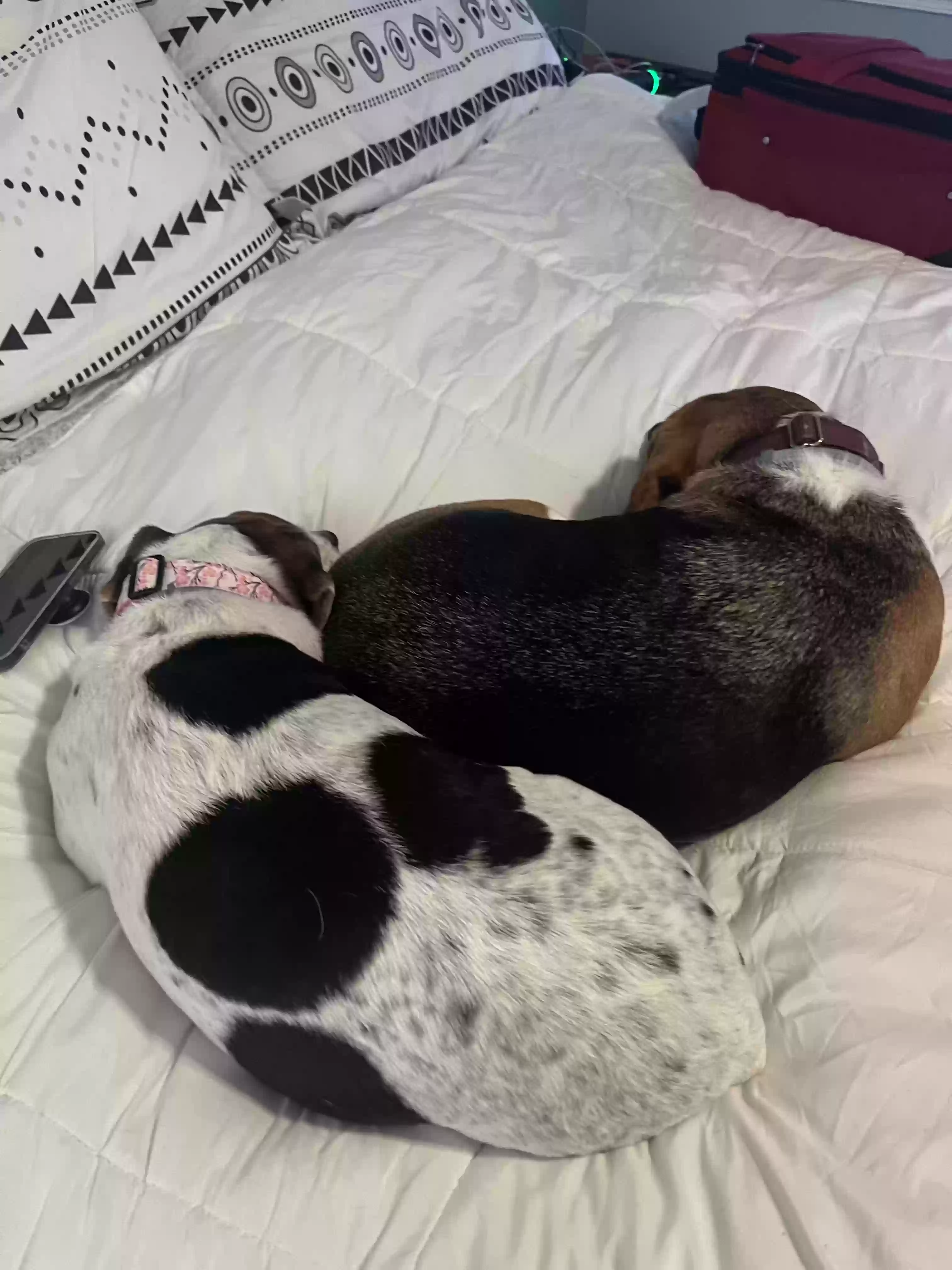 /lostandfound/images/lnfpets/original/175841_photo.webp