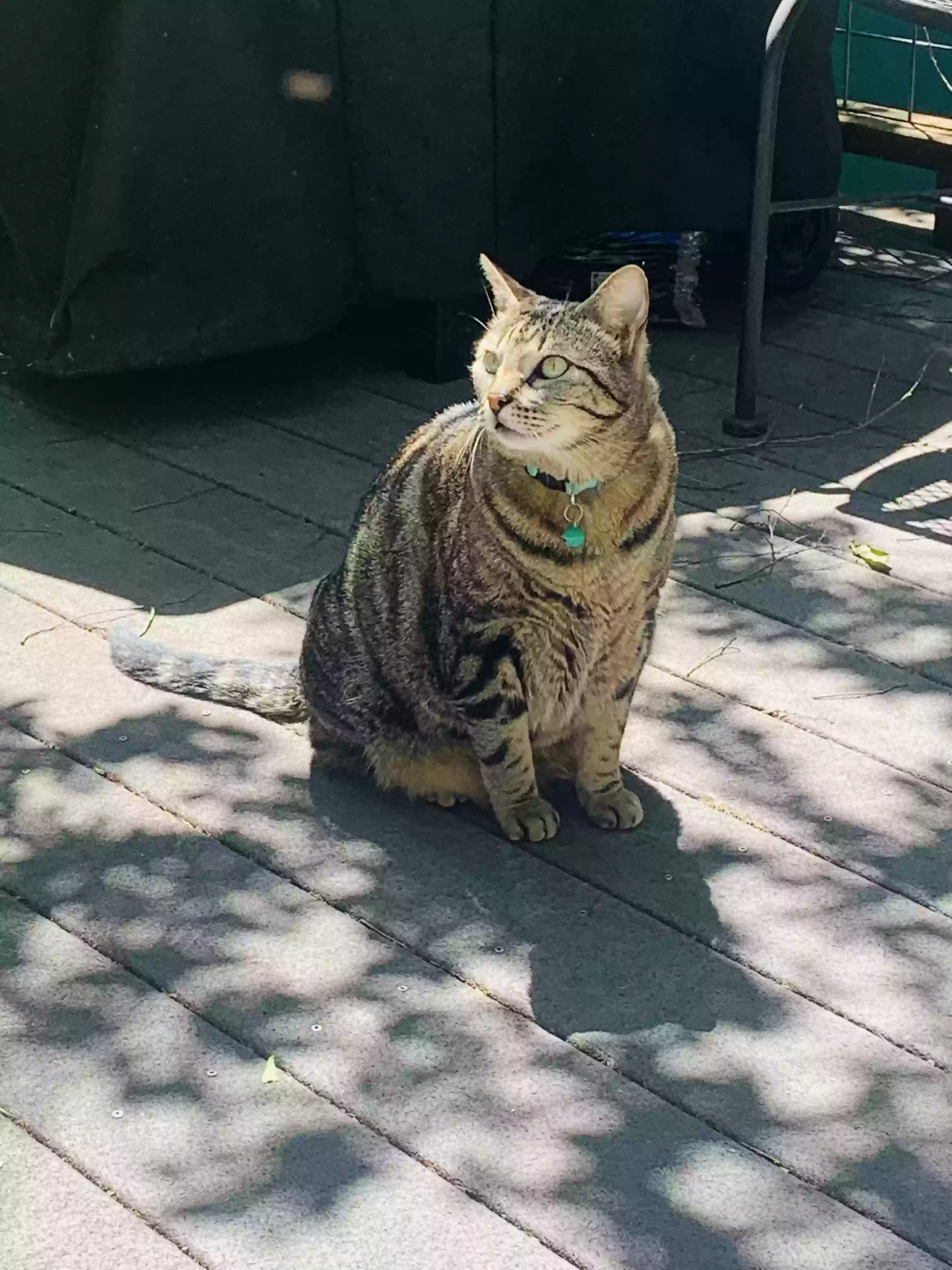 /lostandfound/images/lnfpets/original/175865_photo.webp