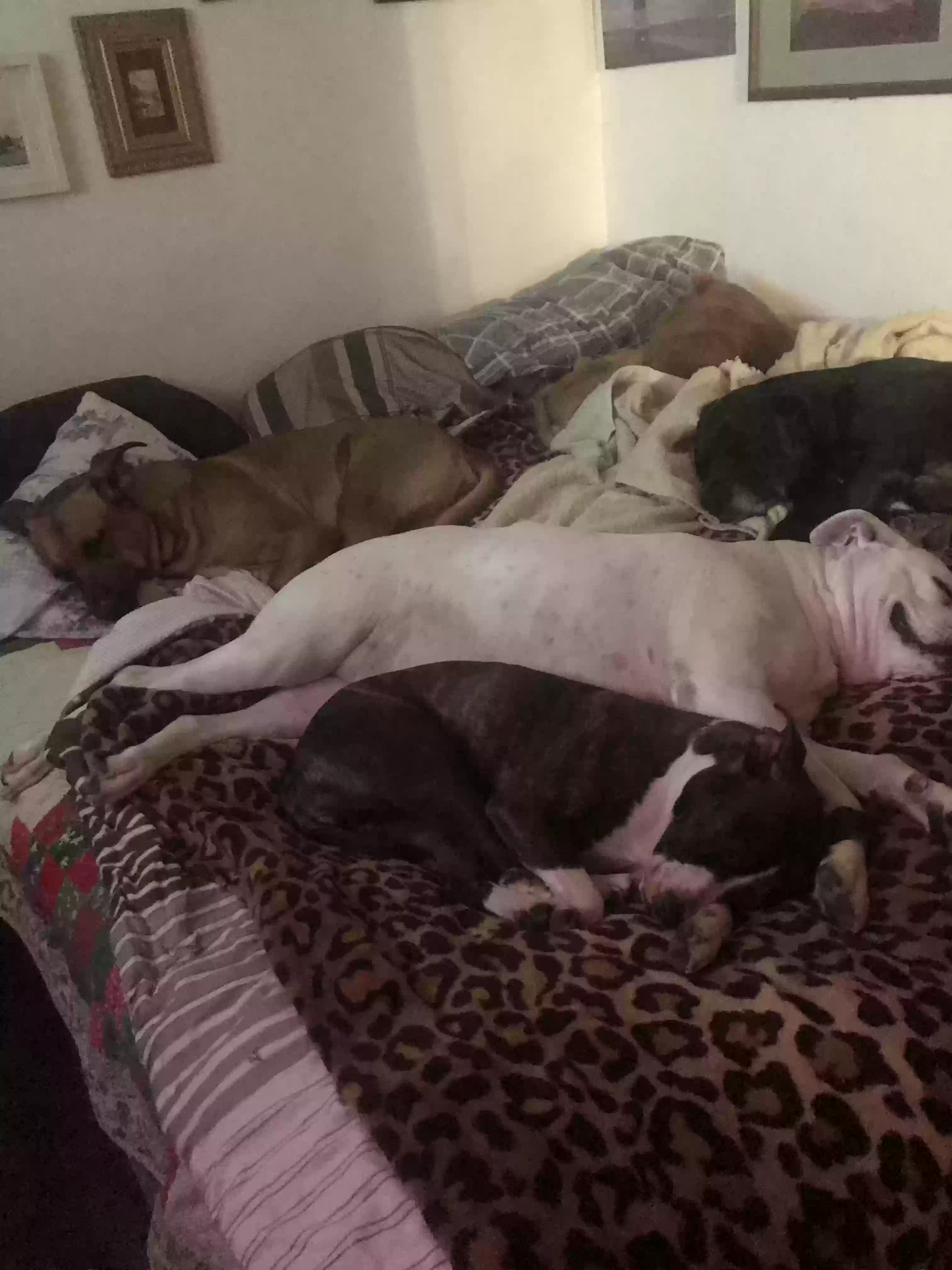 /lostandfound/images/lnfpets/original/175894_photo.webp