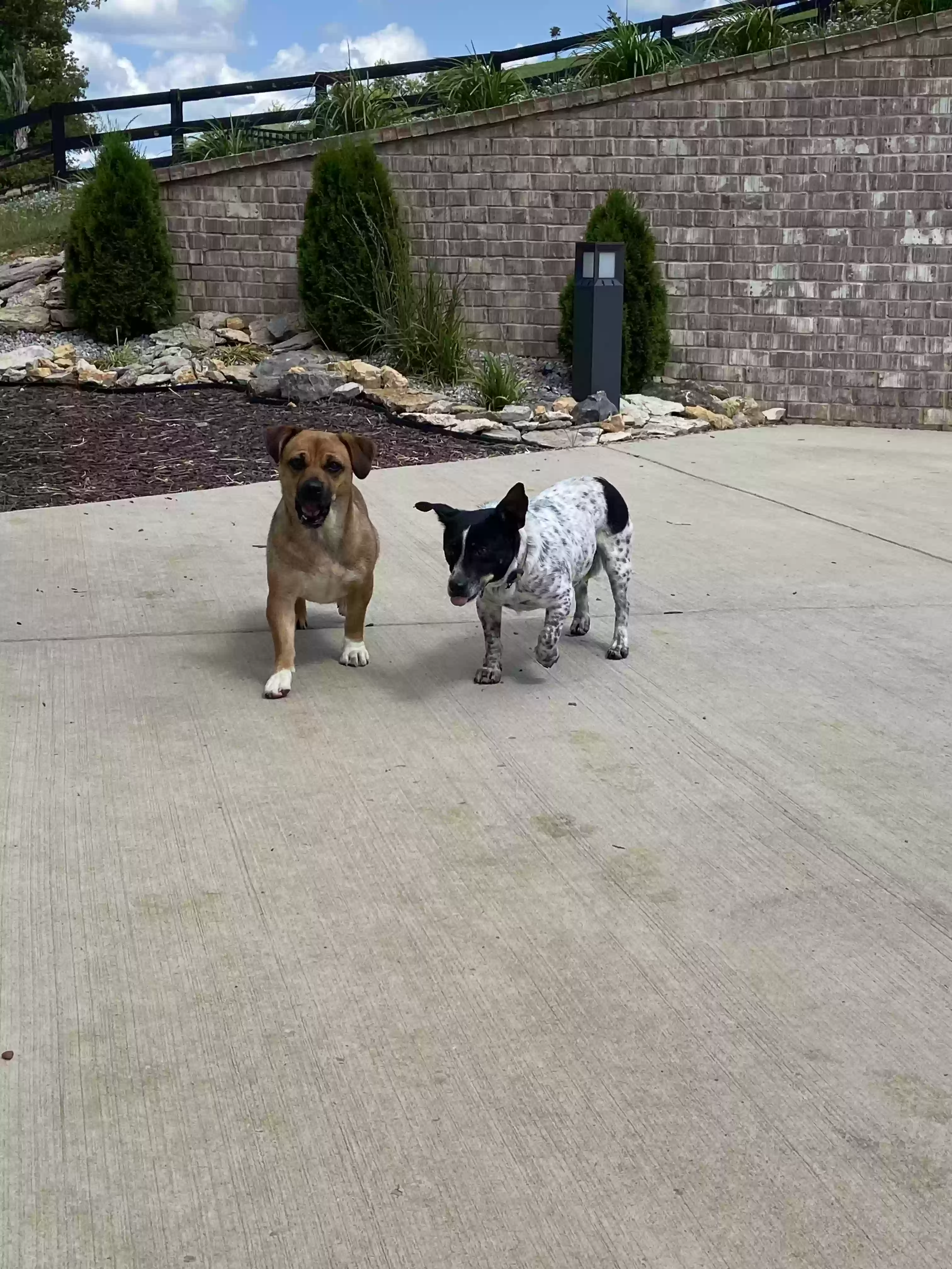 /lostandfound/images/lnfpets/original/175898_photo.webp