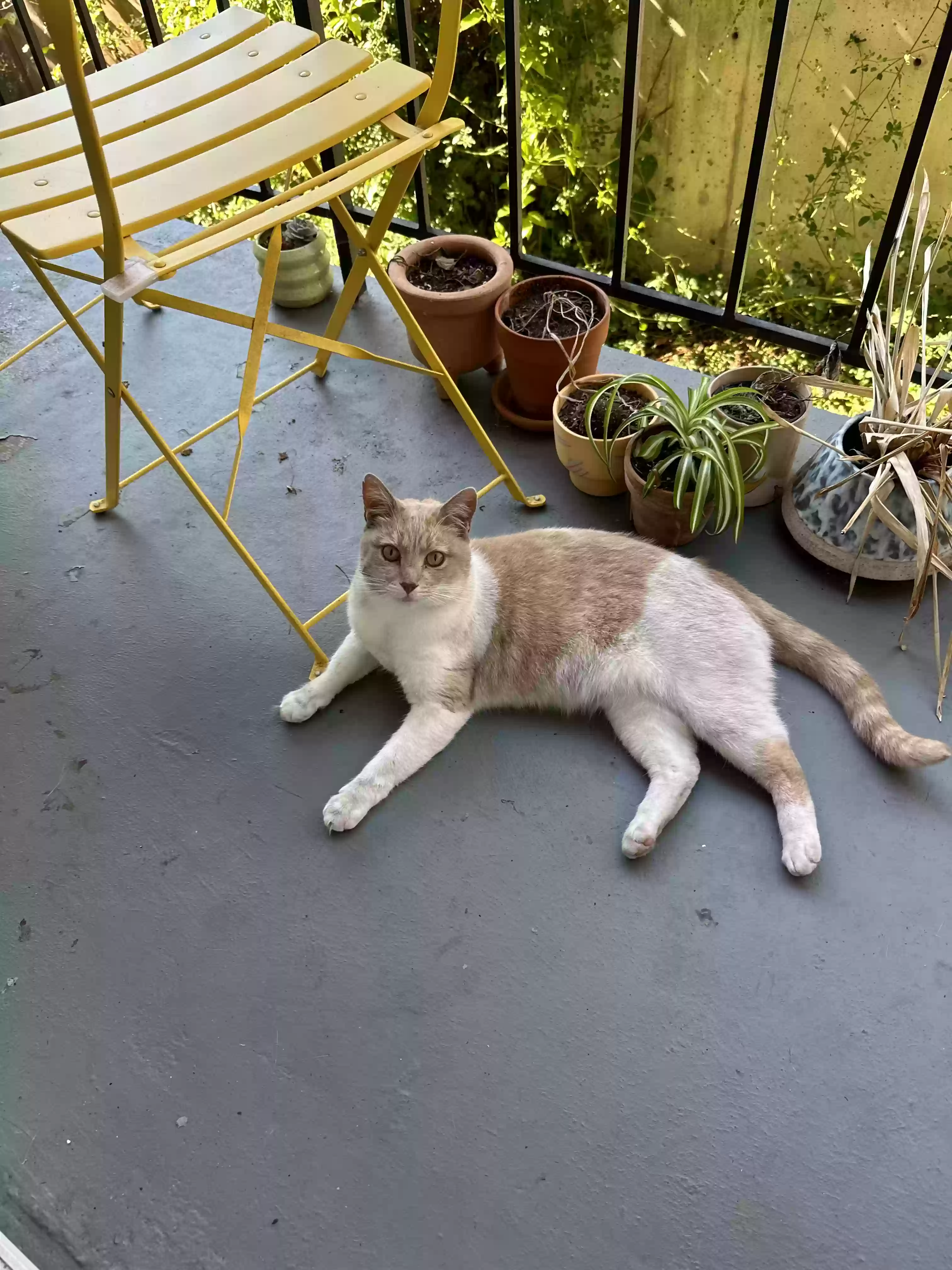 /lostandfound/images/lnfpets/original/175912_photo.webp
