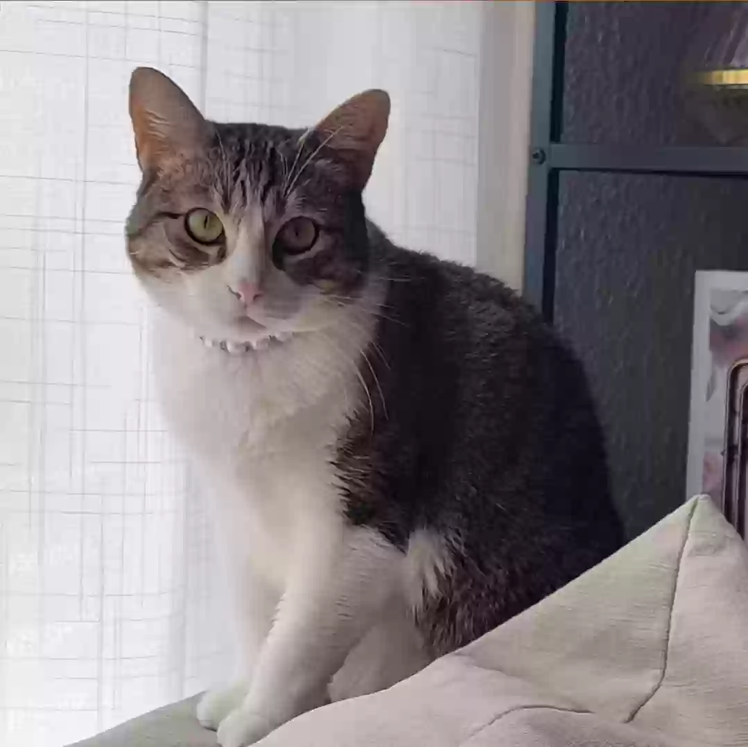 /lostandfound/images/lnfpets/original/175922_5719_Screenshot_20240607_133253_Chrome.webp