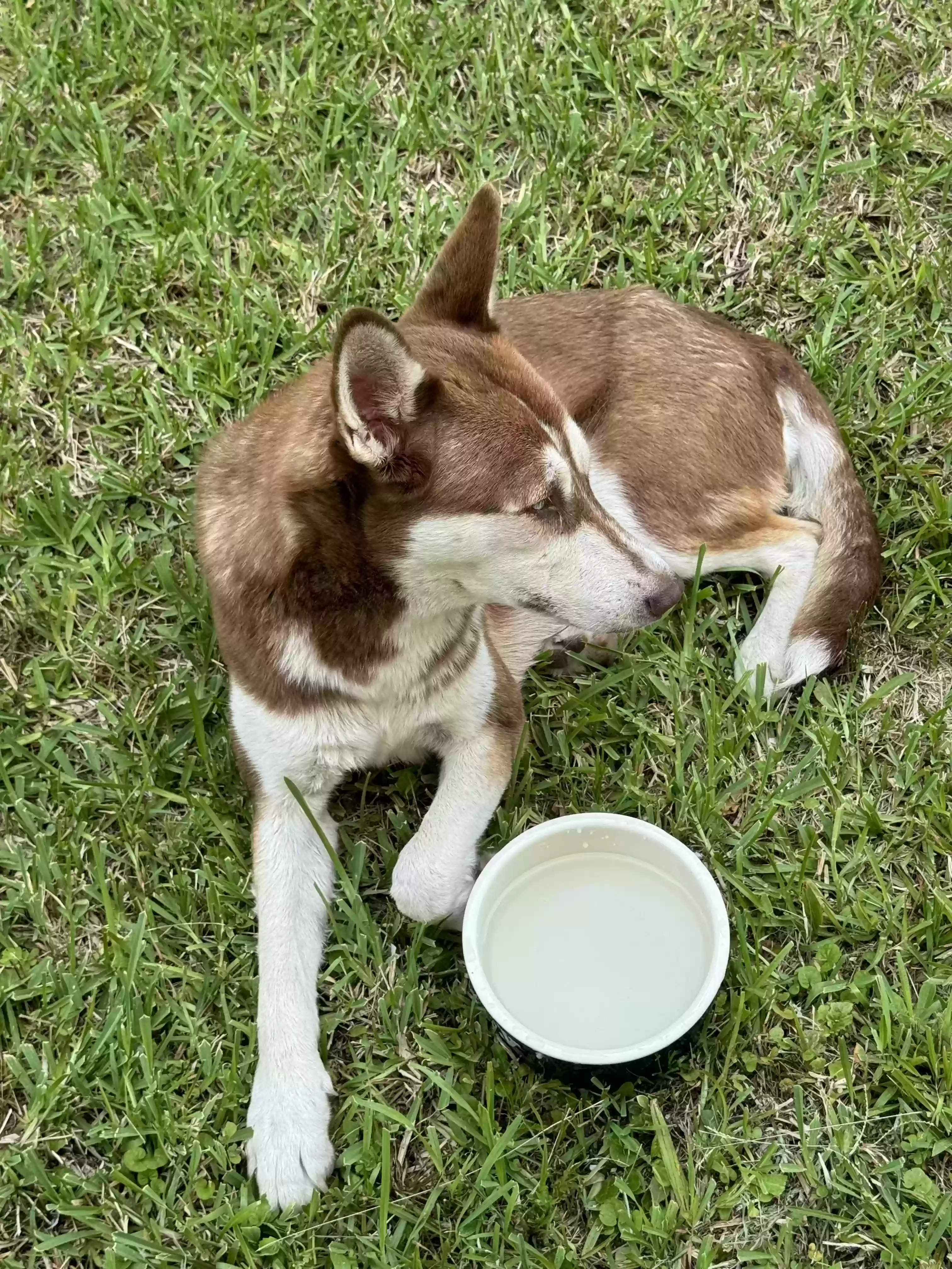 /lostandfound/images/lnfpets/original/175967_photo.webp