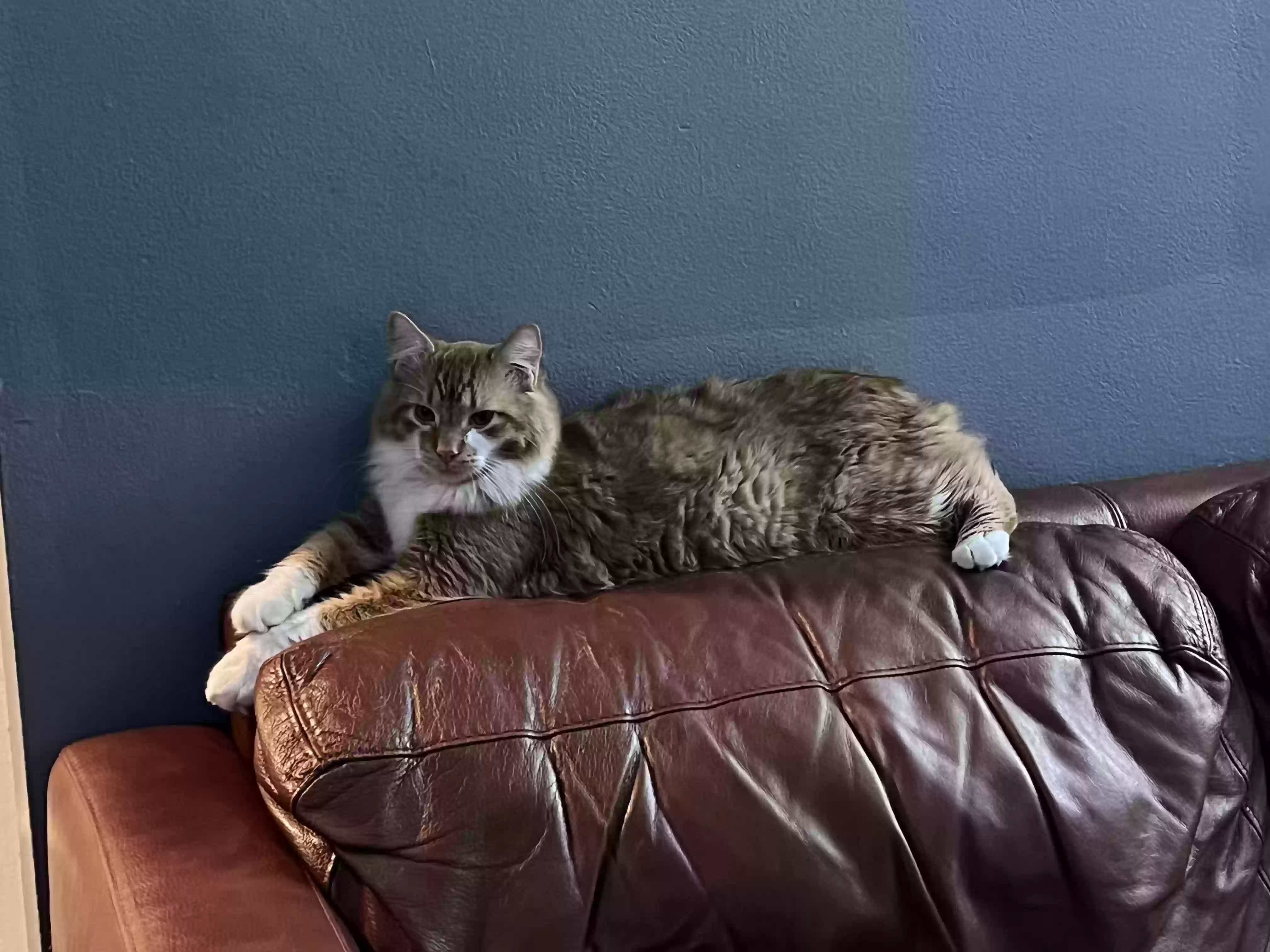 /lostandfound/images/lnfpets/original/175975_photo.webp