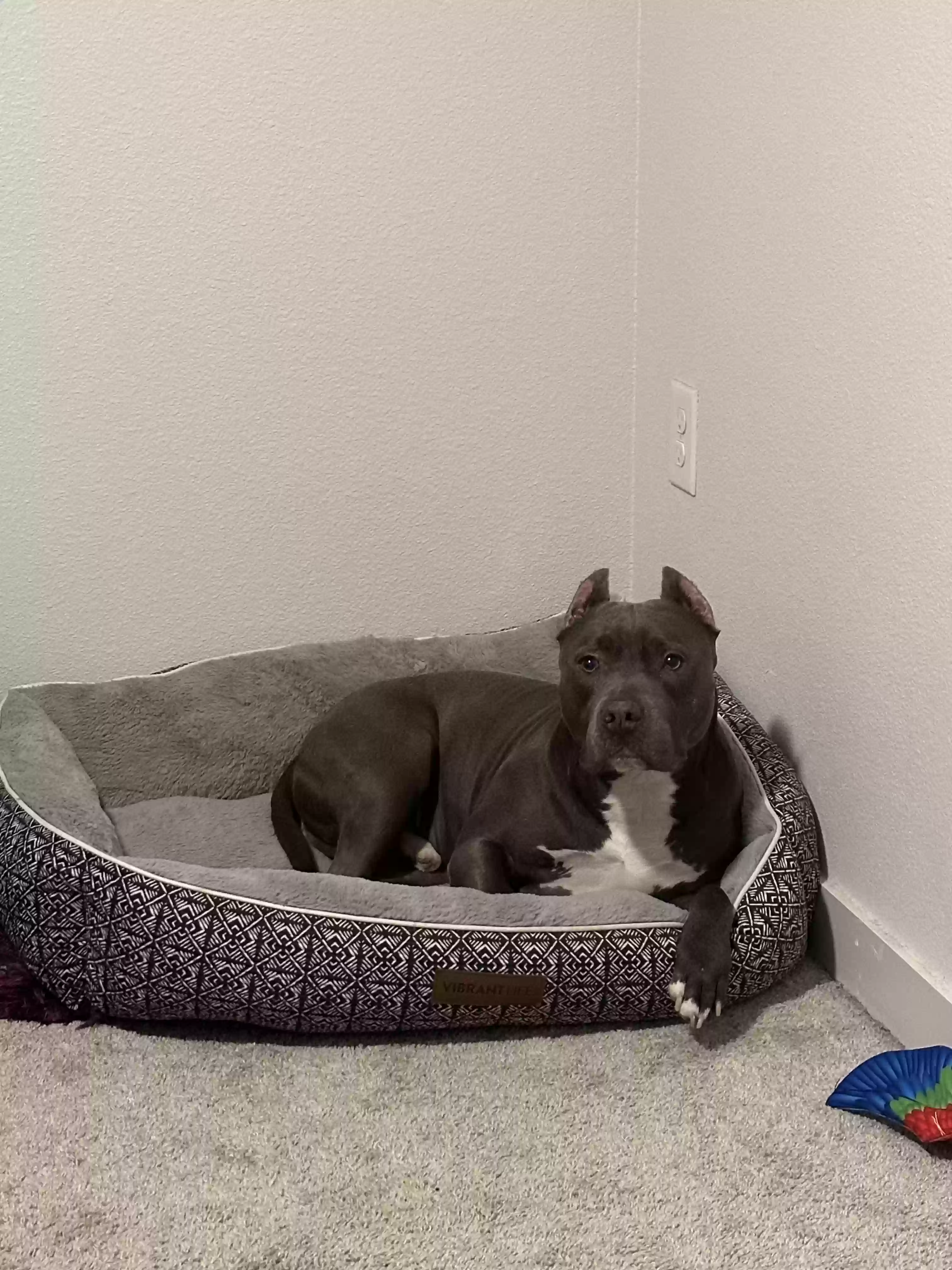 /lostandfound/images/lnfpets/original/175978_photo.webp