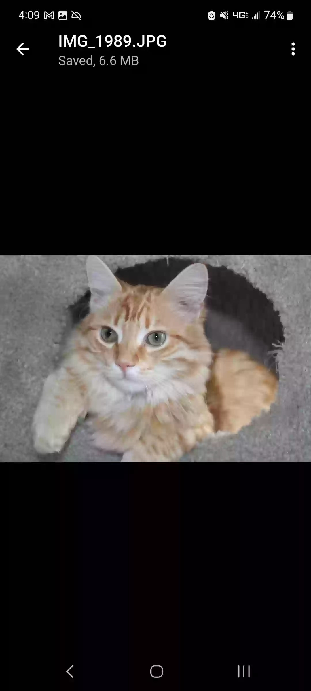 /lostandfound/images/lnfpets/original/176019_photo.webp