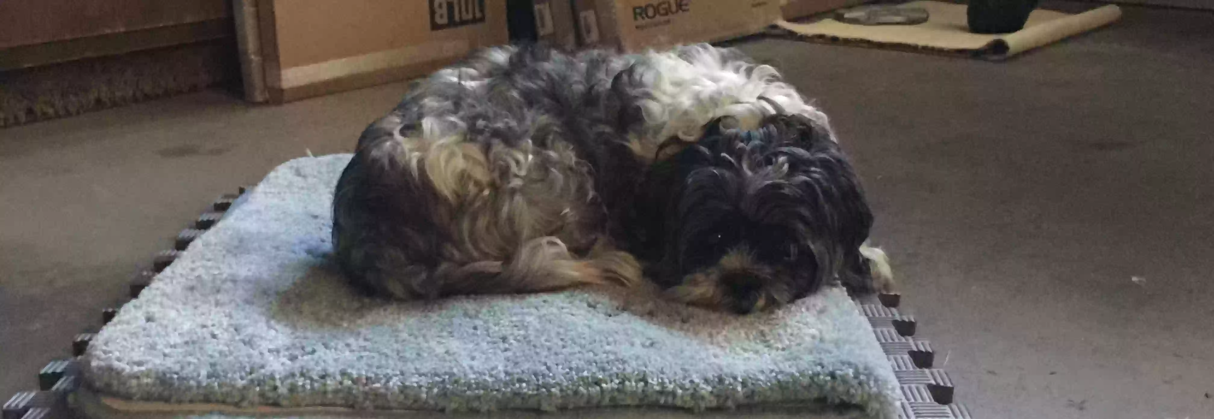 /lostandfound/images/lnfpets/original/176027_photo.webp