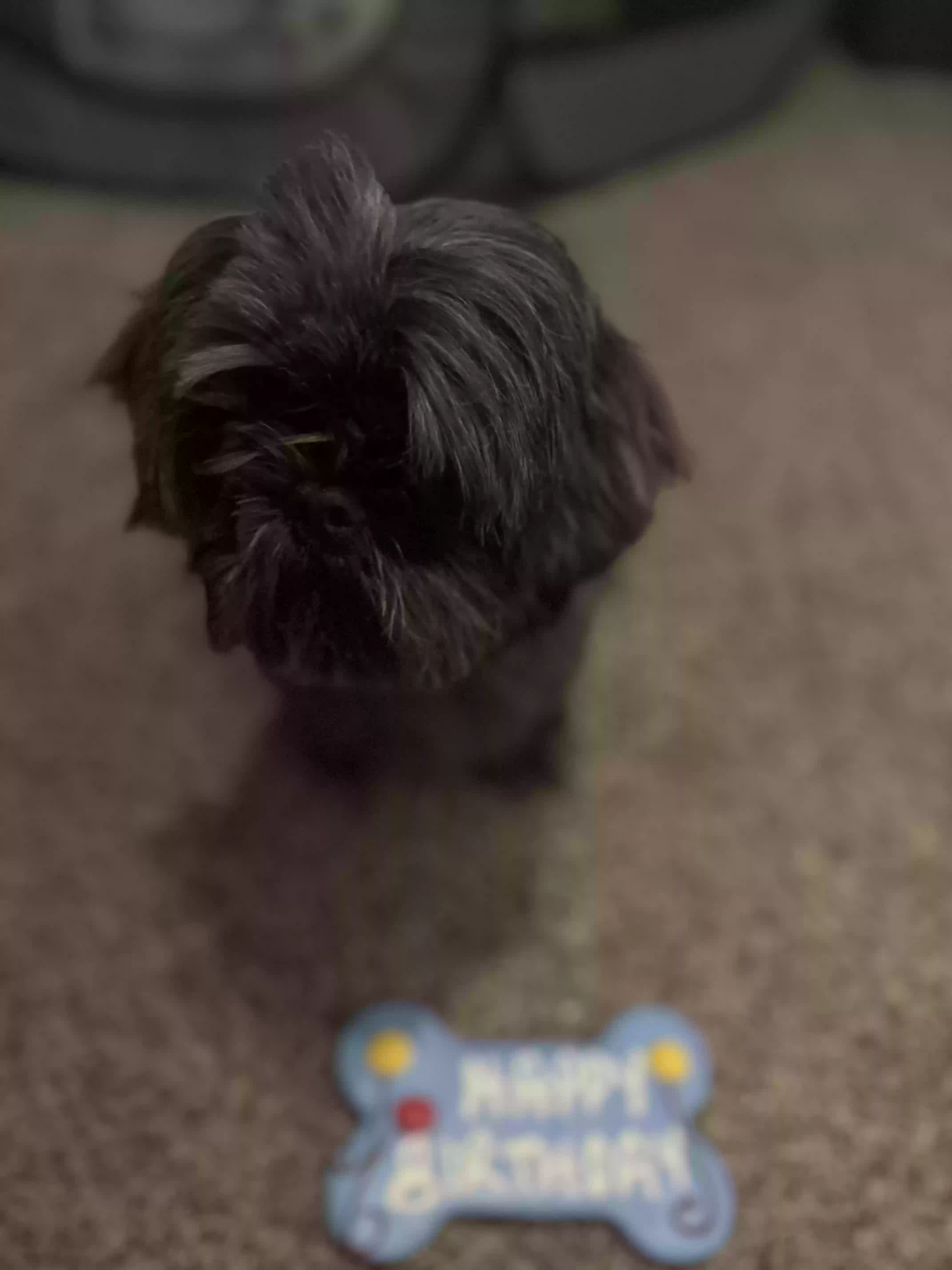 /lostandfound/images/lnfpets/original/176107_photo.webp