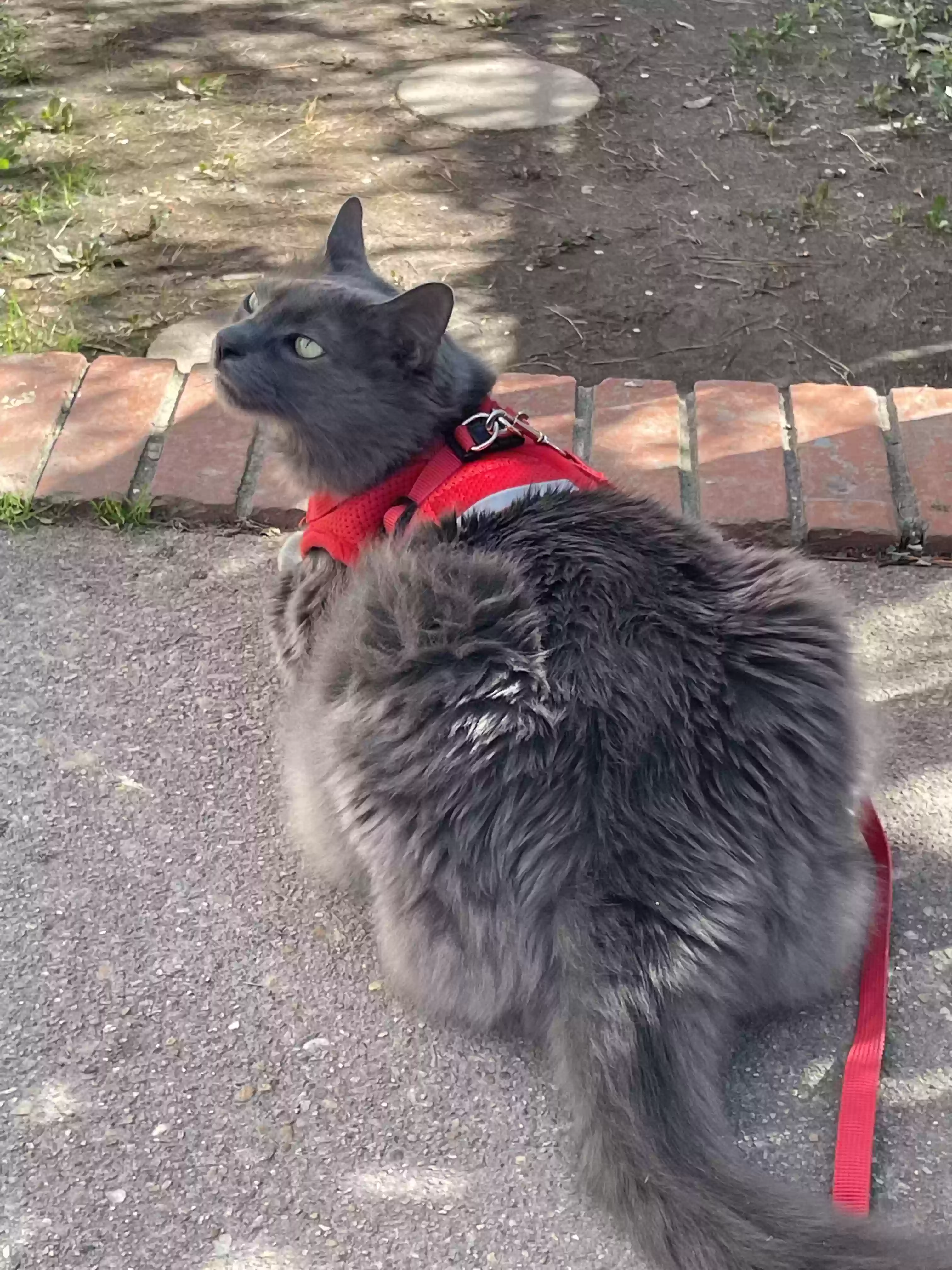 /lostandfound/images/lnfpets/original/176138_photo.webp
