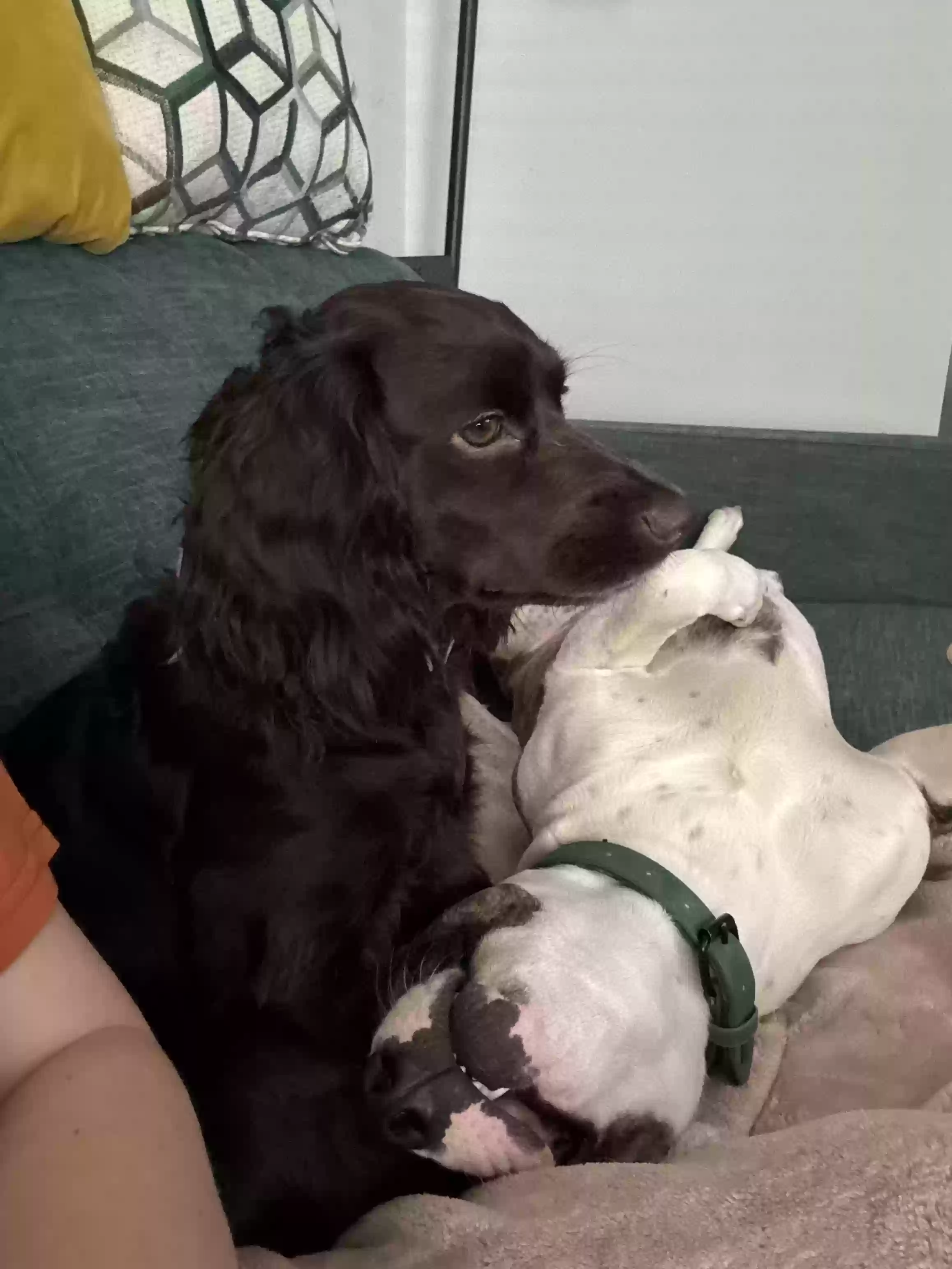 /lostandfound/images/lnfpets/original/176204_photo.webp