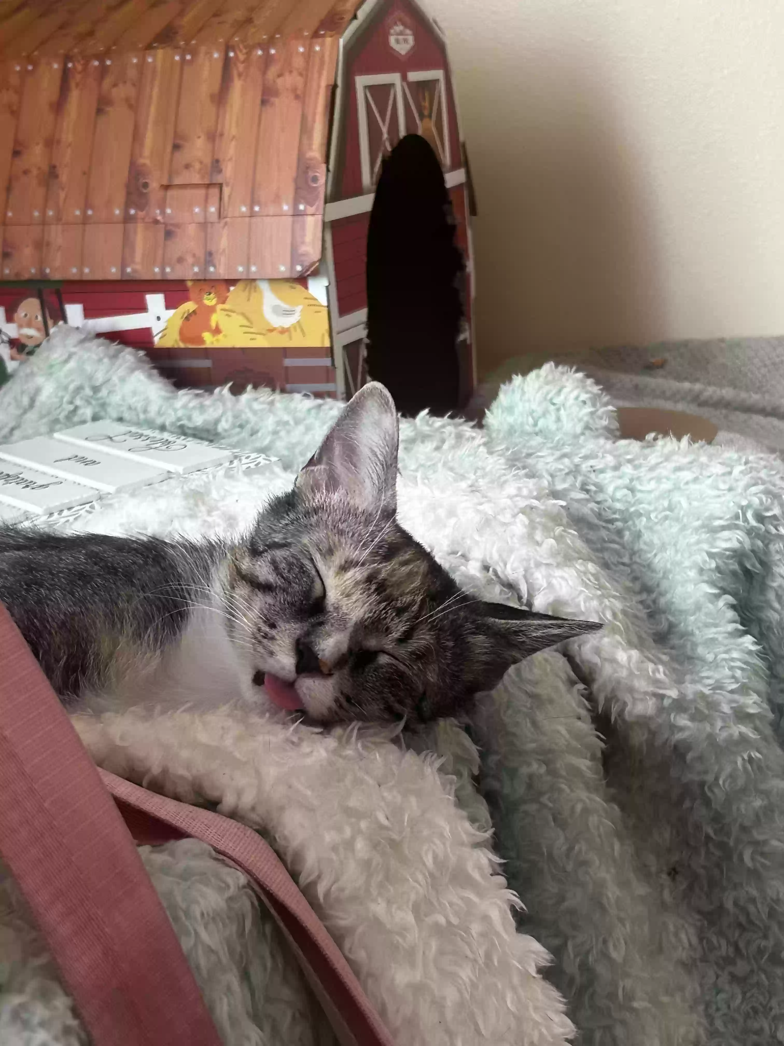 /lostandfound/images/lnfpets/original/176213_photo.webp