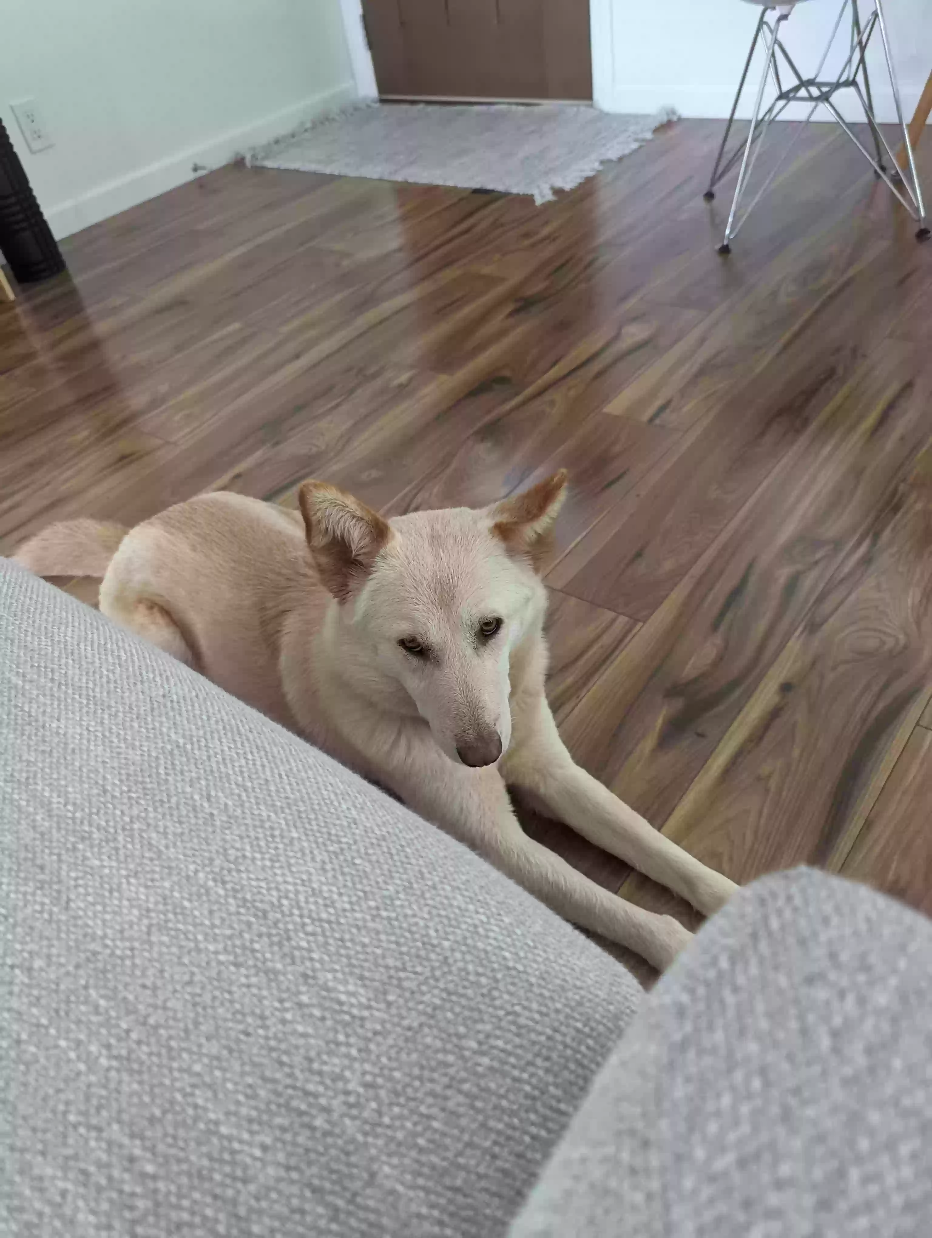 /lostandfound/images/lnfpets/original/176227_photo.webp