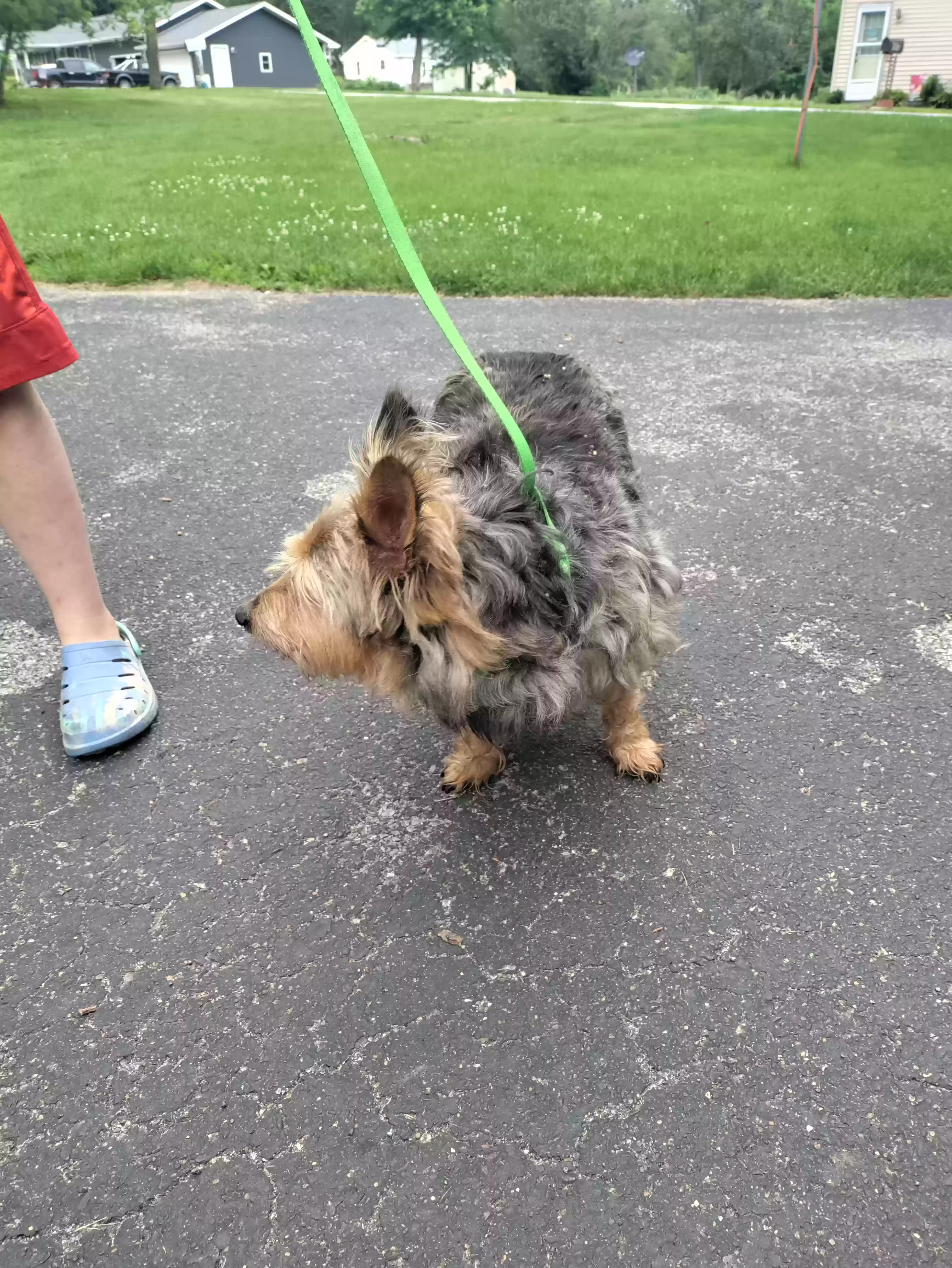 /lostandfound/images/lnfpets/original/176335_photo.webp