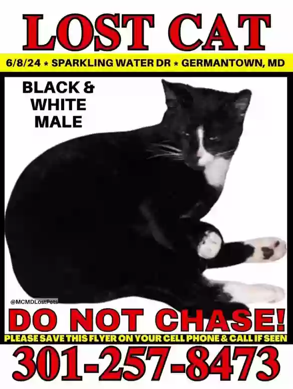 /lostandfound/images/lnfpets/original/176455_photo.webp