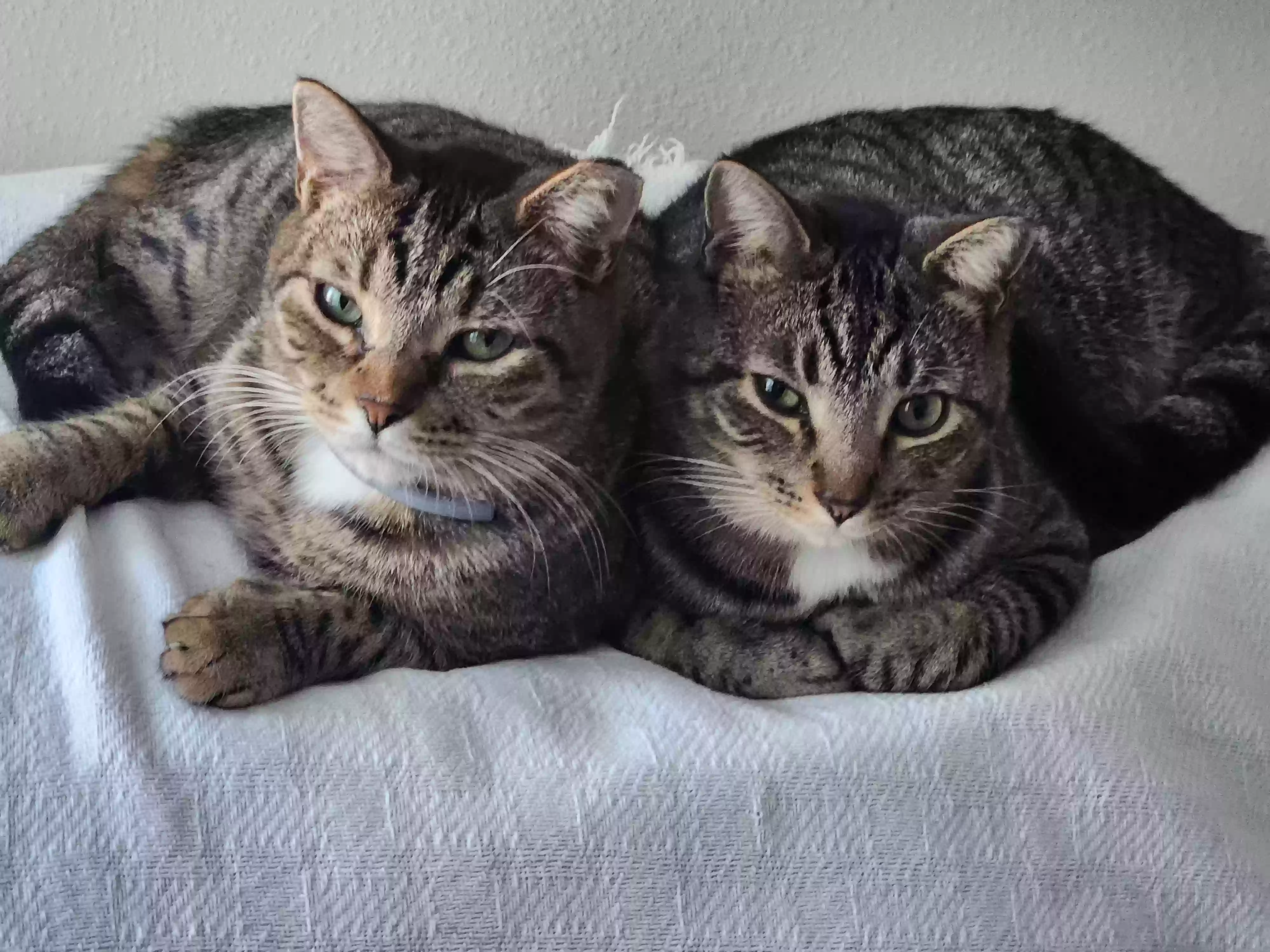 /lostandfound/images/lnfpets/original/176551_photo.webp