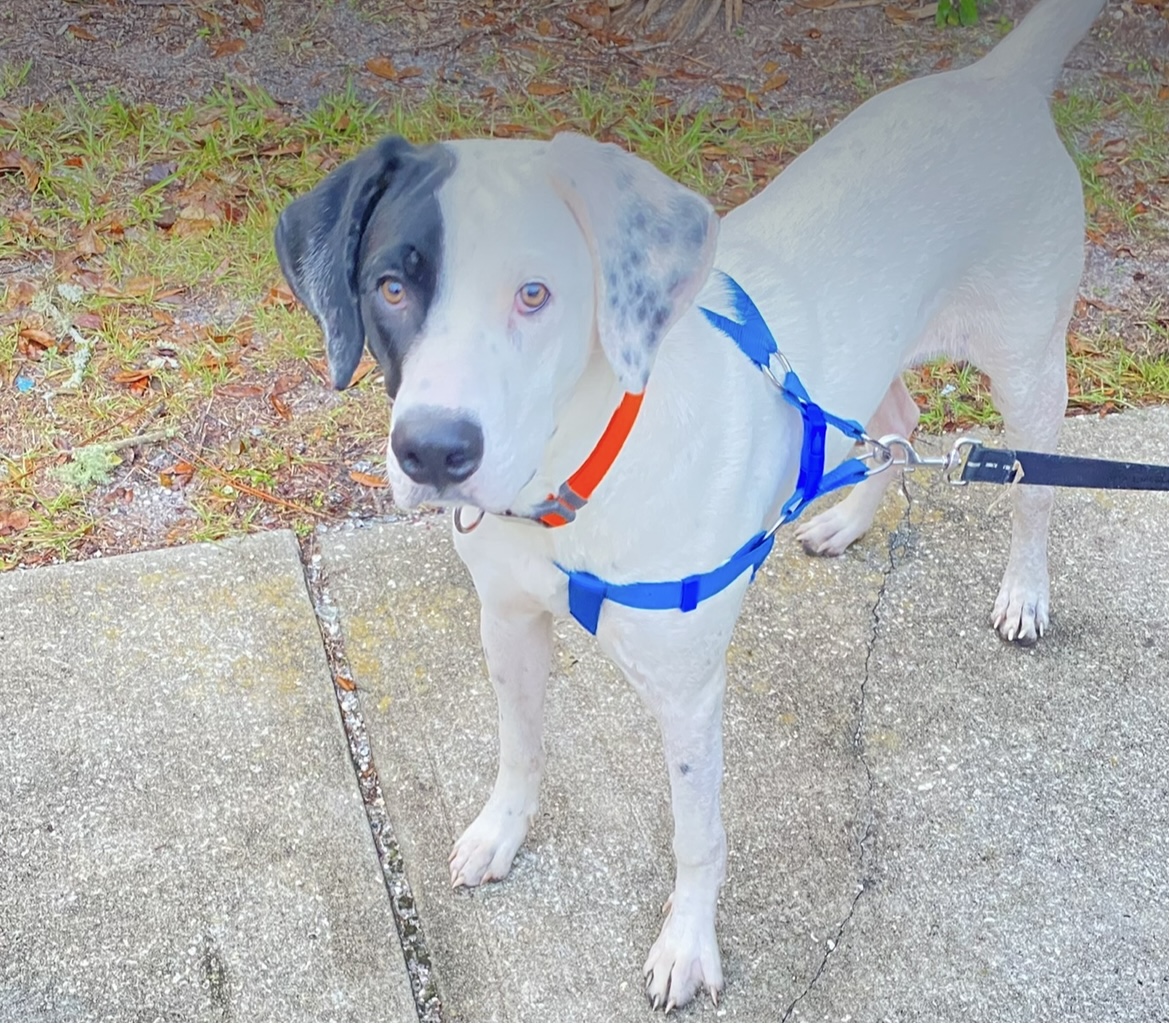 /lostandfound/images/lnfpets/original/176567_5194_IMG_0379.jpeg