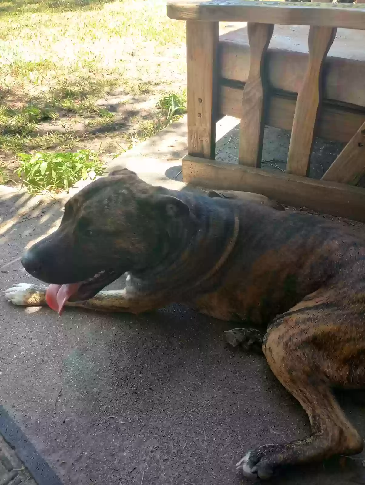 /lostandfound/images/lnfpets/original/176572_photo.webp