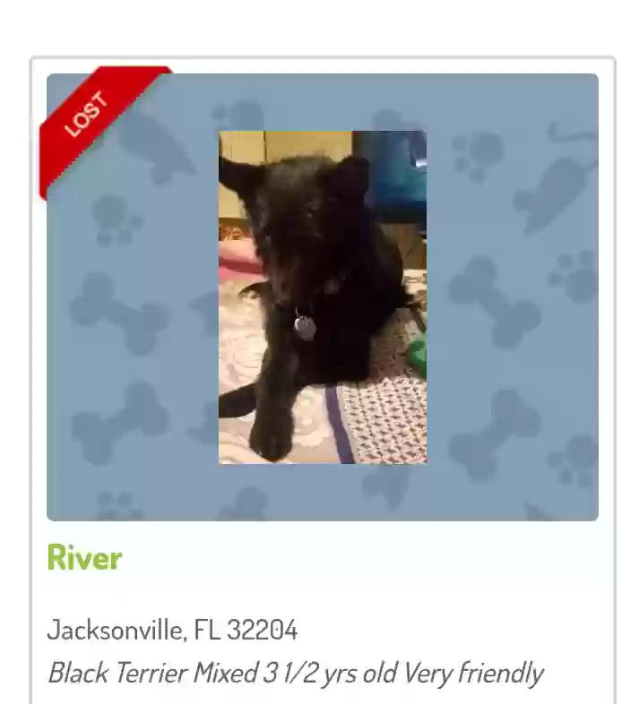 /lostandfound/images/lnfpets/original/176575_photo.webp