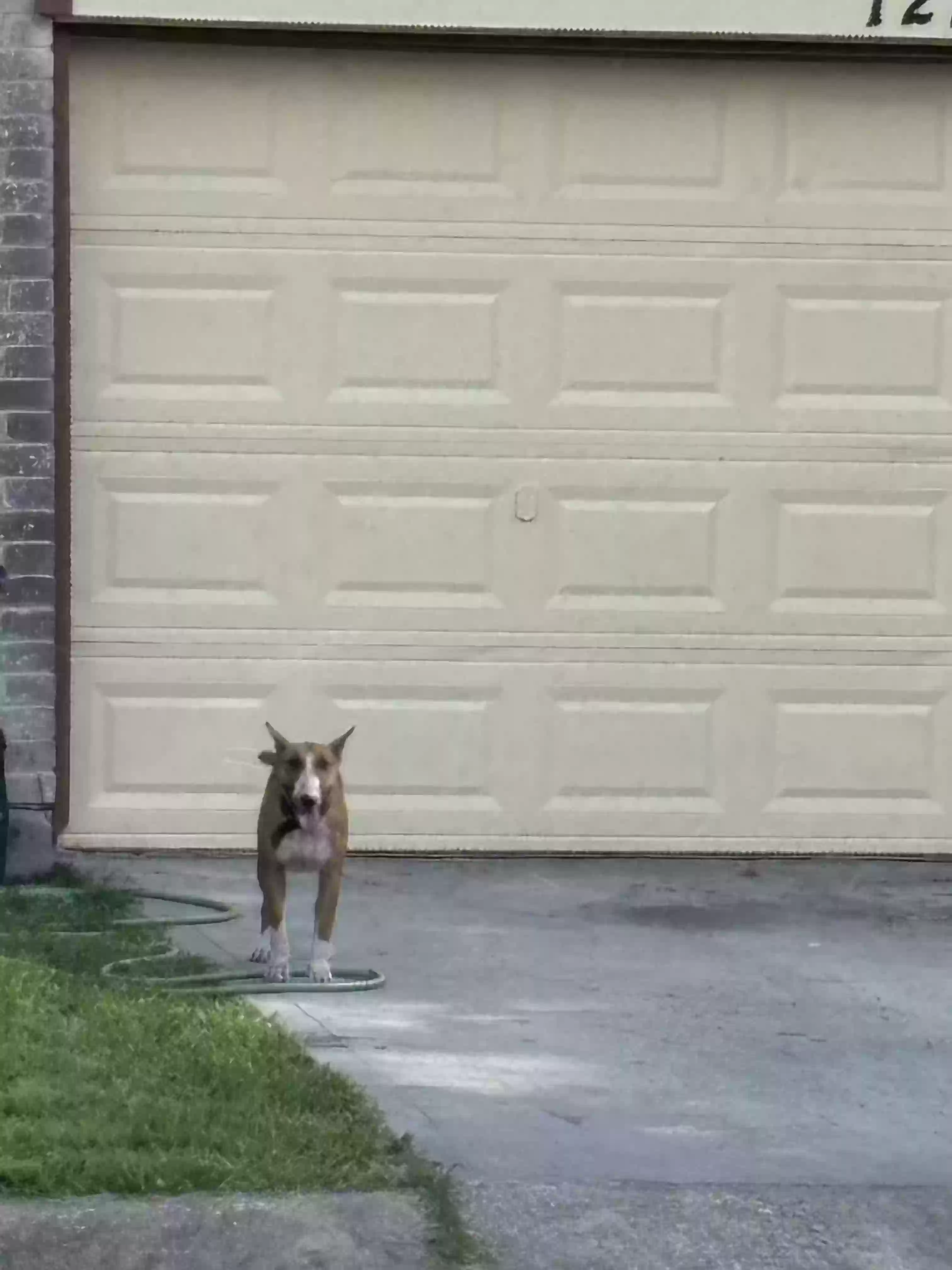 /lostandfound/images/lnfpets/original/176602_photo.webp