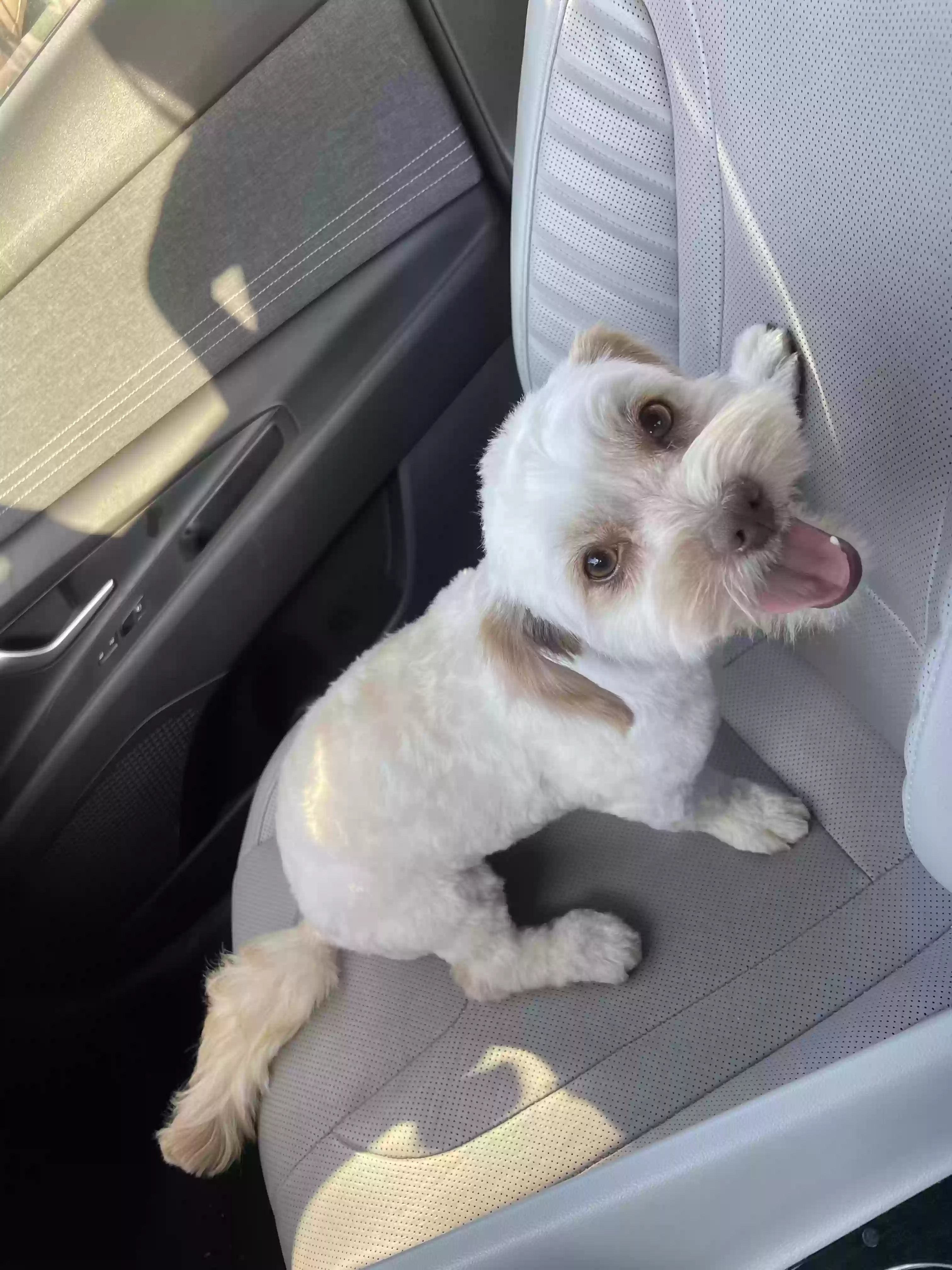 /lostandfound/images/lnfpets/original/176621_photo.webp