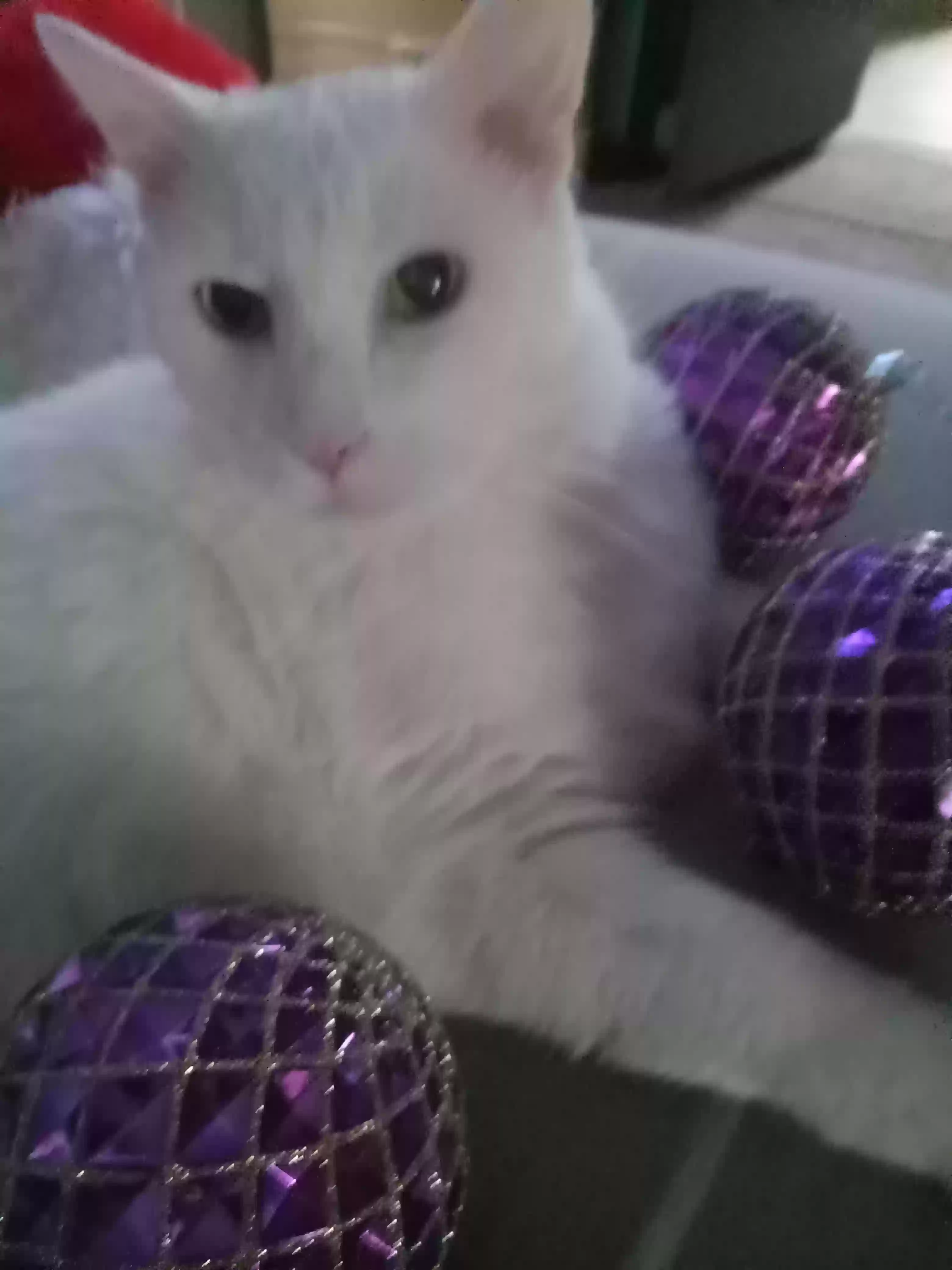 /lostandfound/images/lnfpets/original/176642_photo.webp