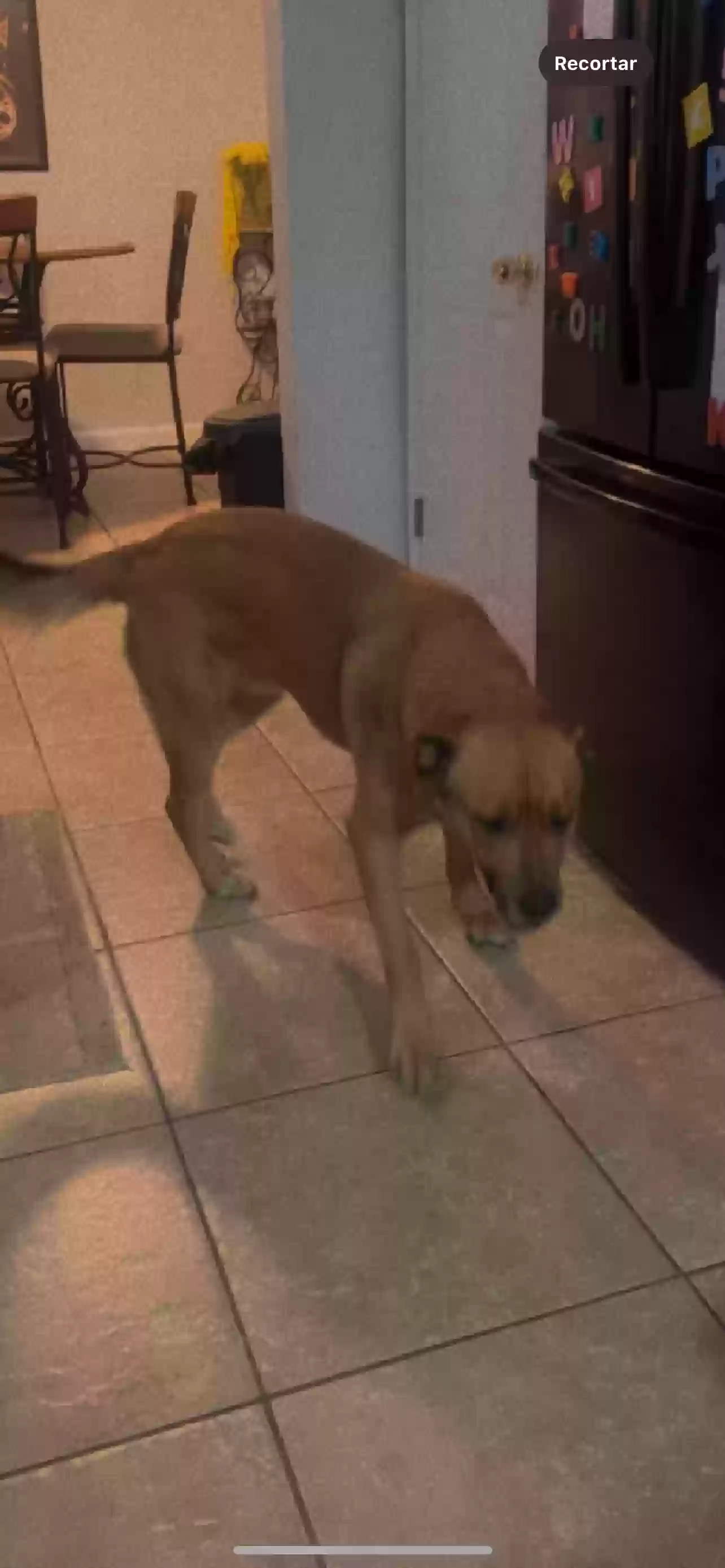 /lostandfound/images/lnfpets/original/176645_photo.webp