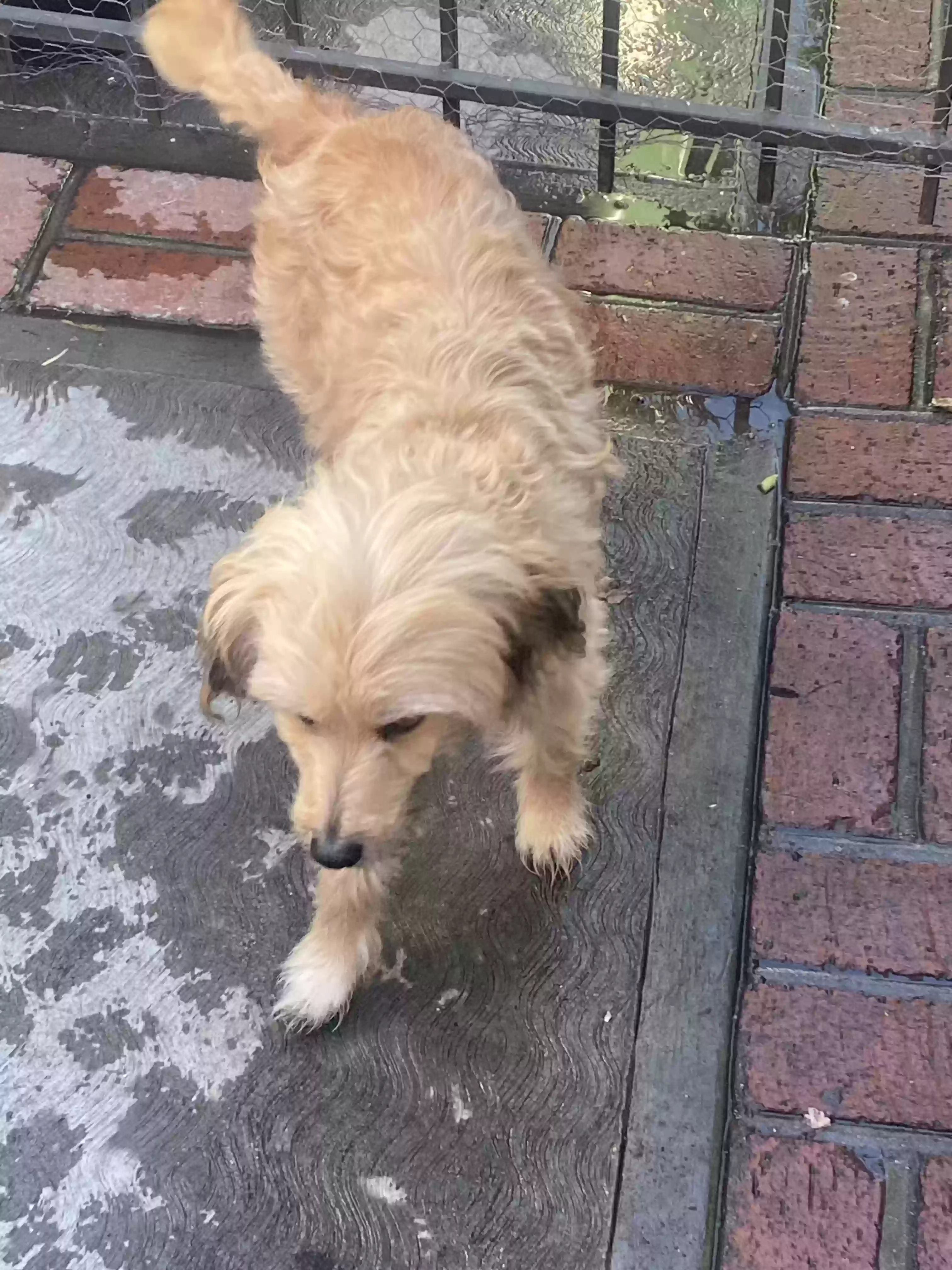 /lostandfound/images/lnfpets/original/176668_photo.webp