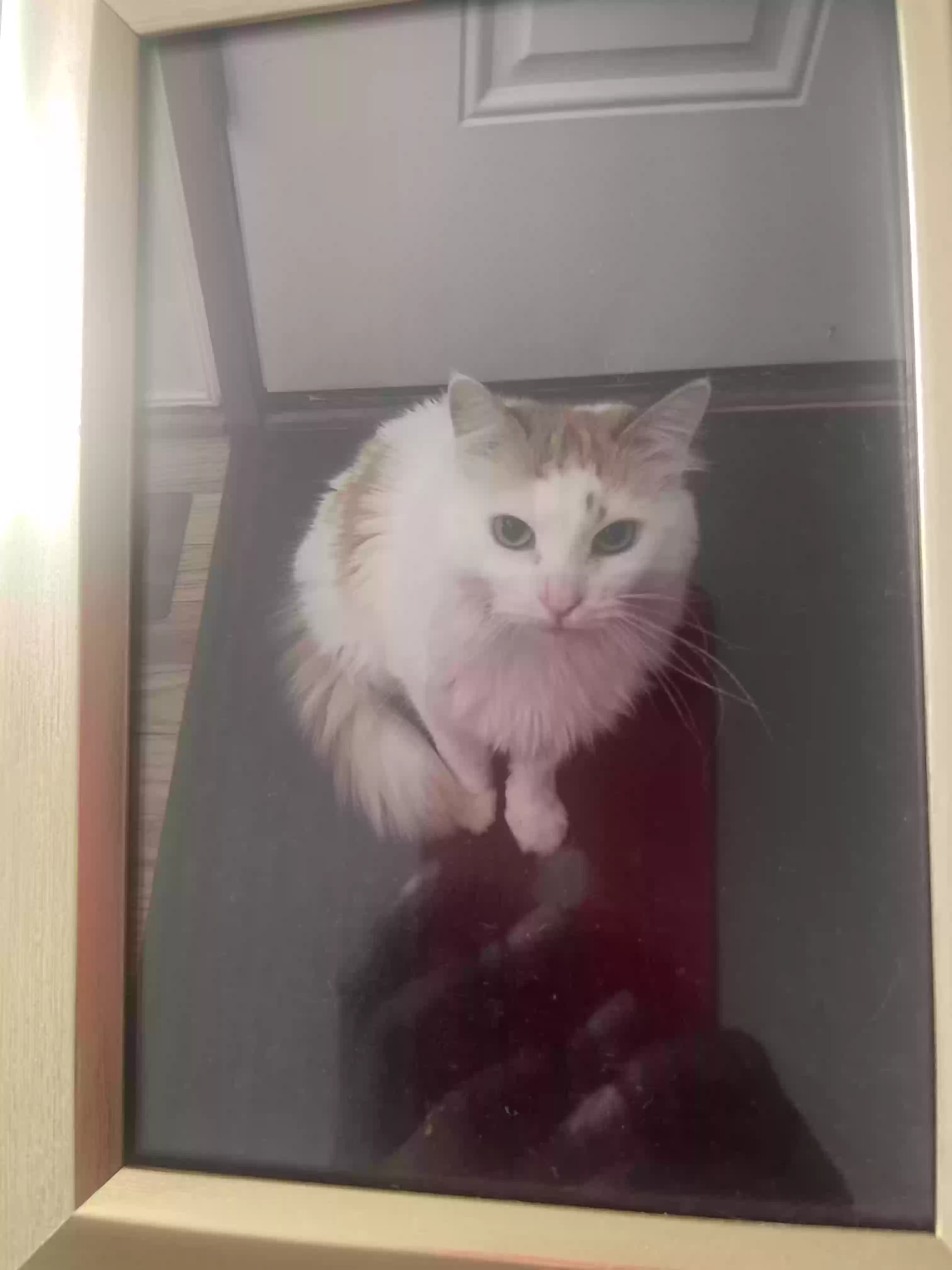 /lostandfound/images/lnfpets/original/176730_photo.webp