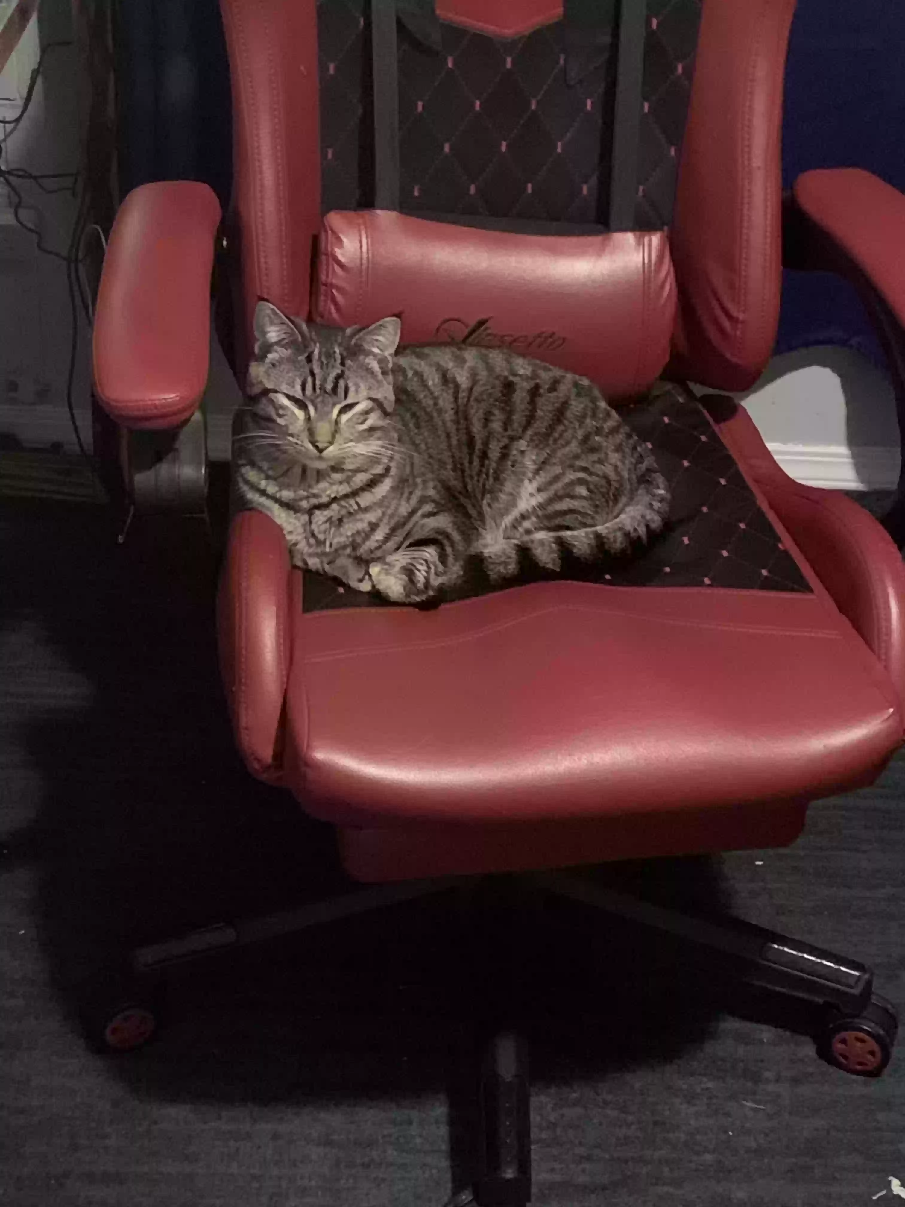 /lostandfound/images/lnfpets/original/176740_photo.webp