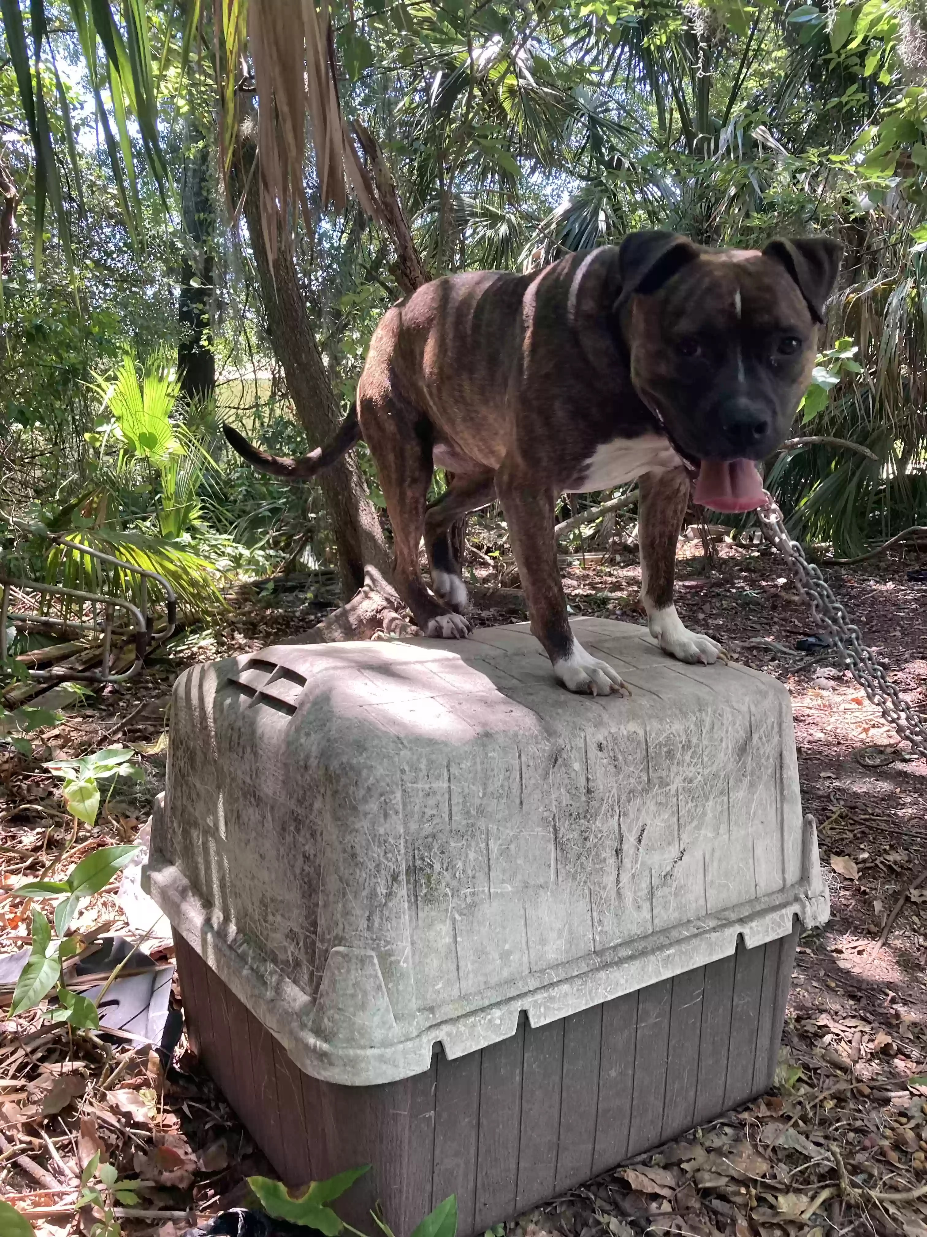 /lostandfound/images/lnfpets/original/176763_photo.webp
