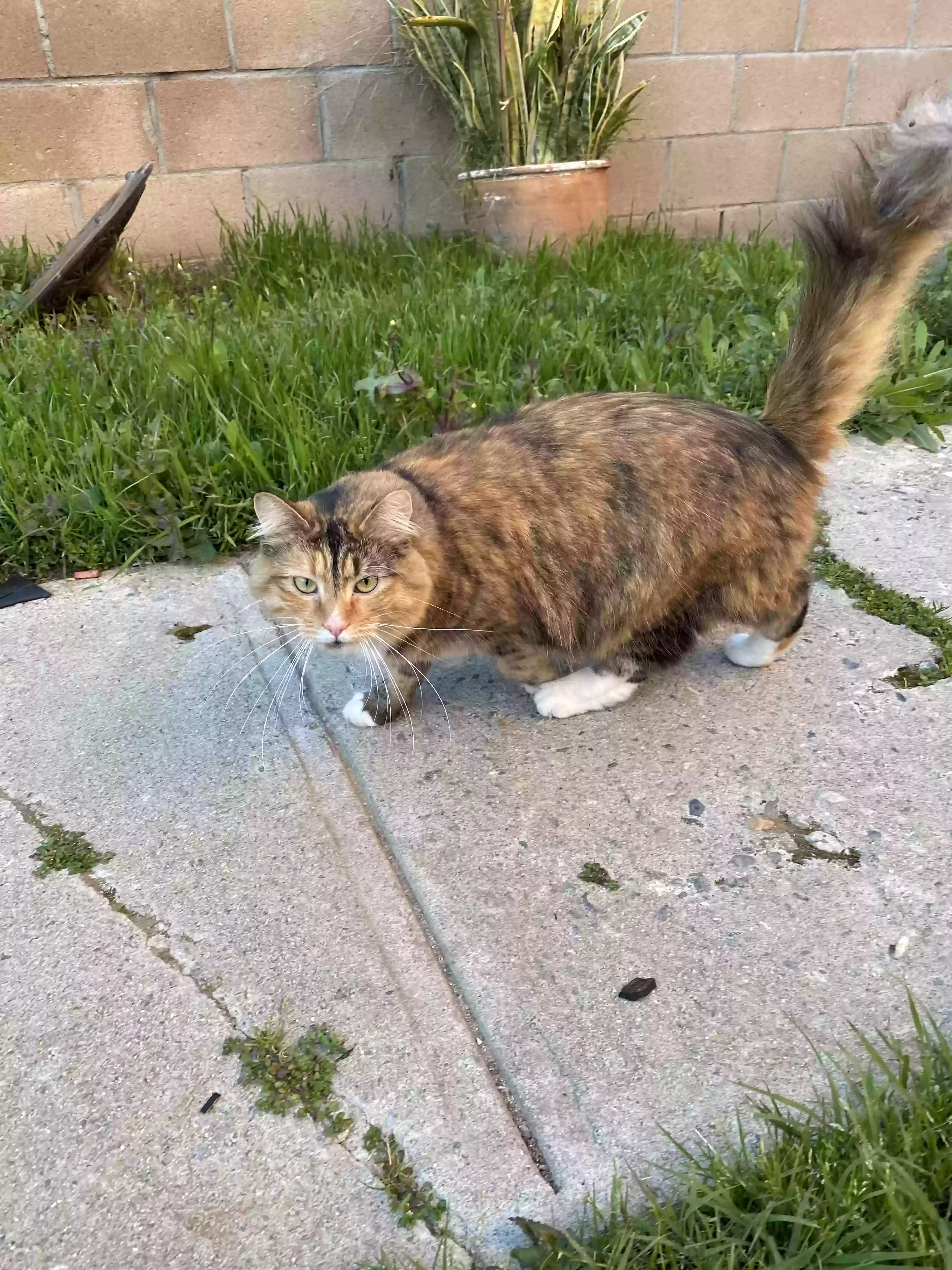 /lostandfound/images/lnfpets/original/176881_photo.webp